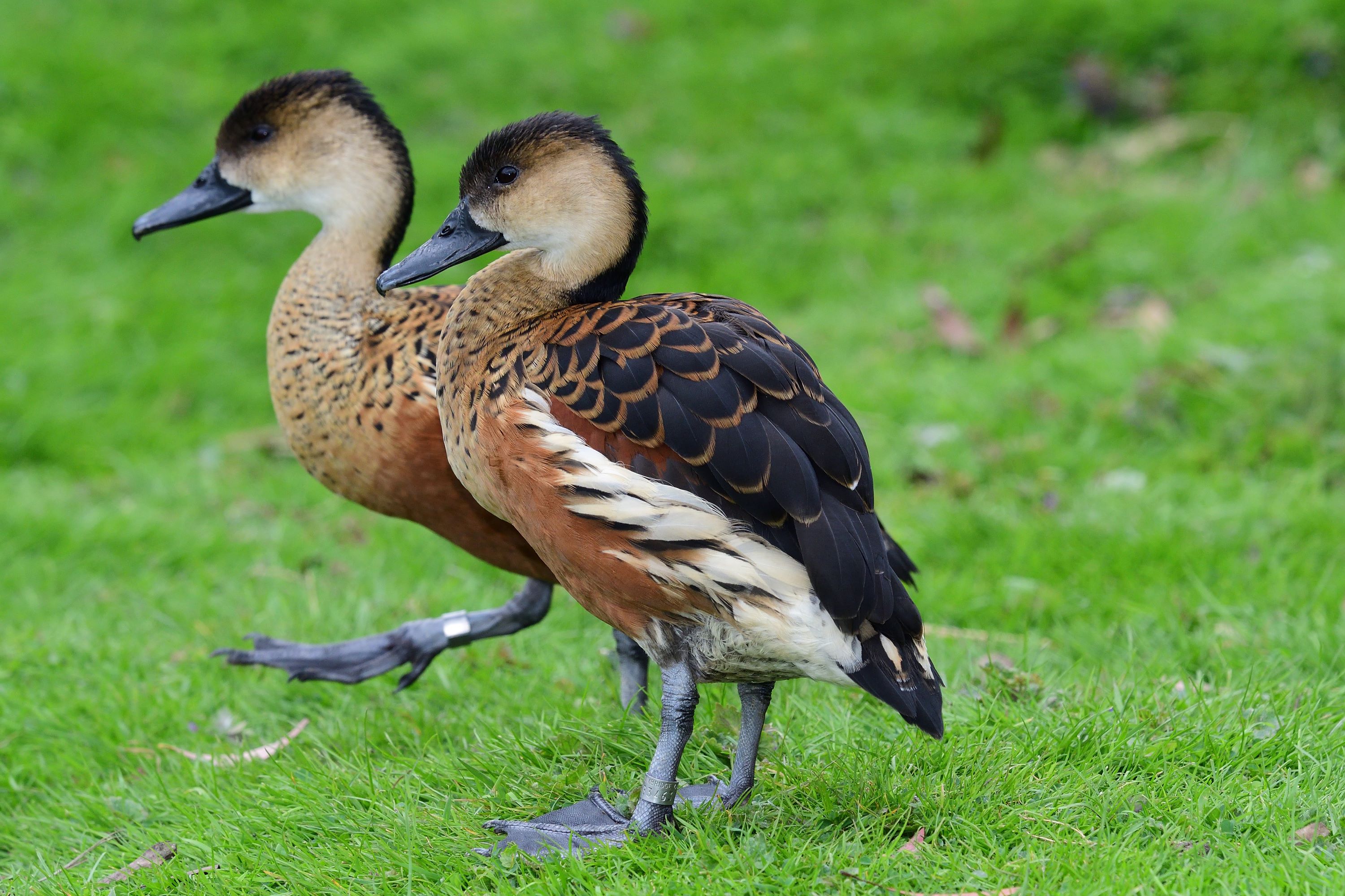 The Wandering Whistling Duck