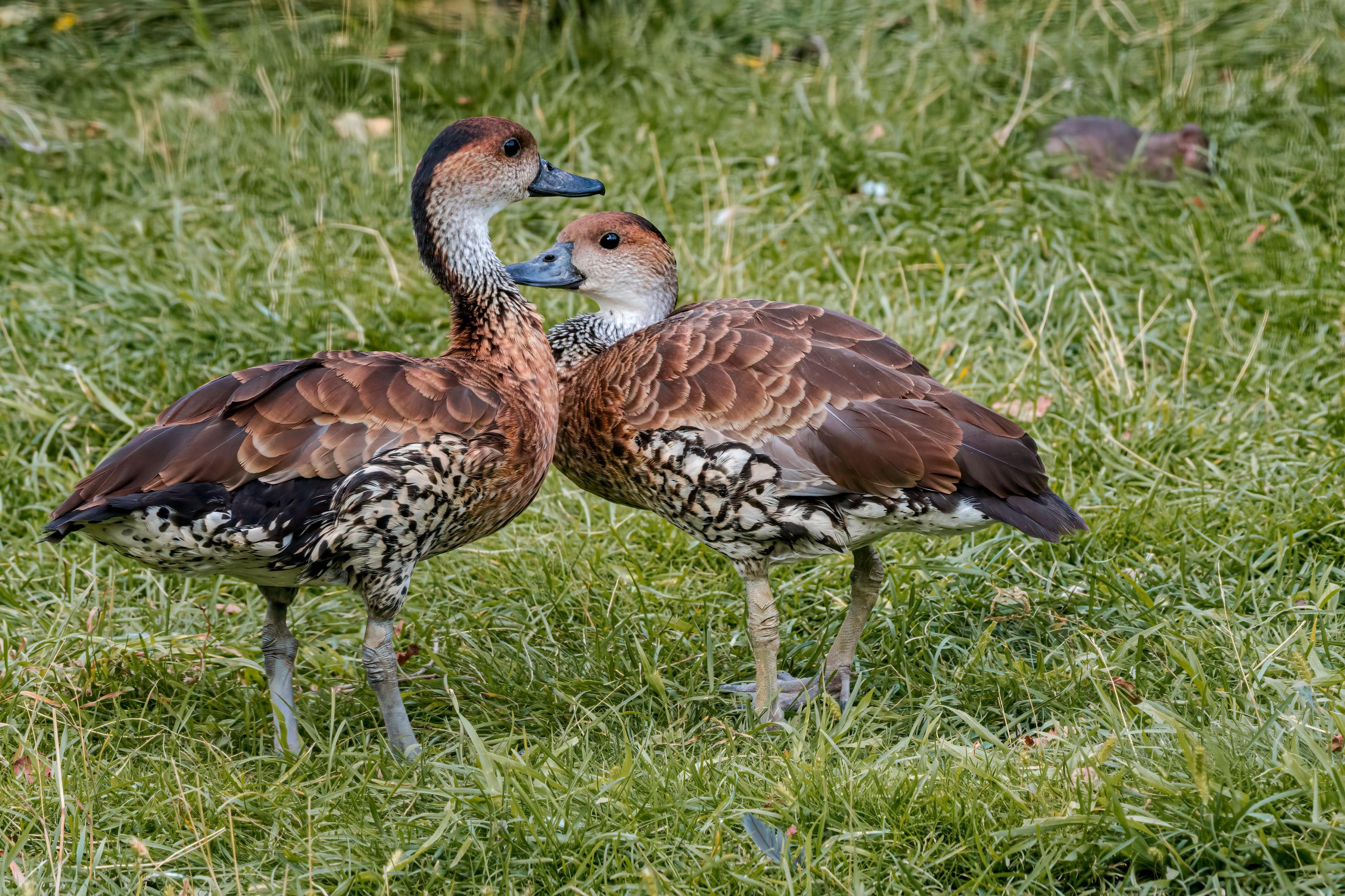 The West Indian Whistling Duck