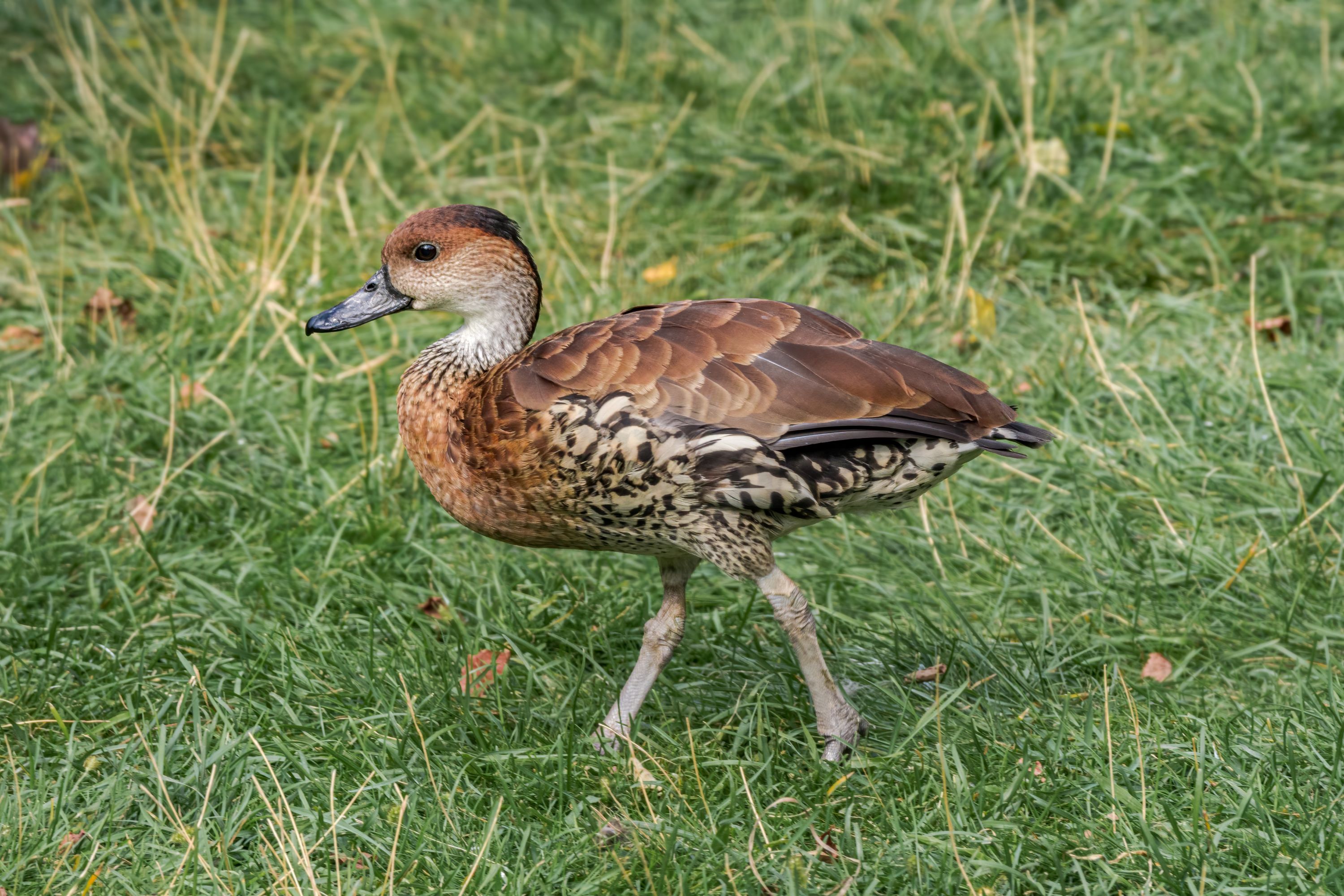 The West Indian Whistling Duck