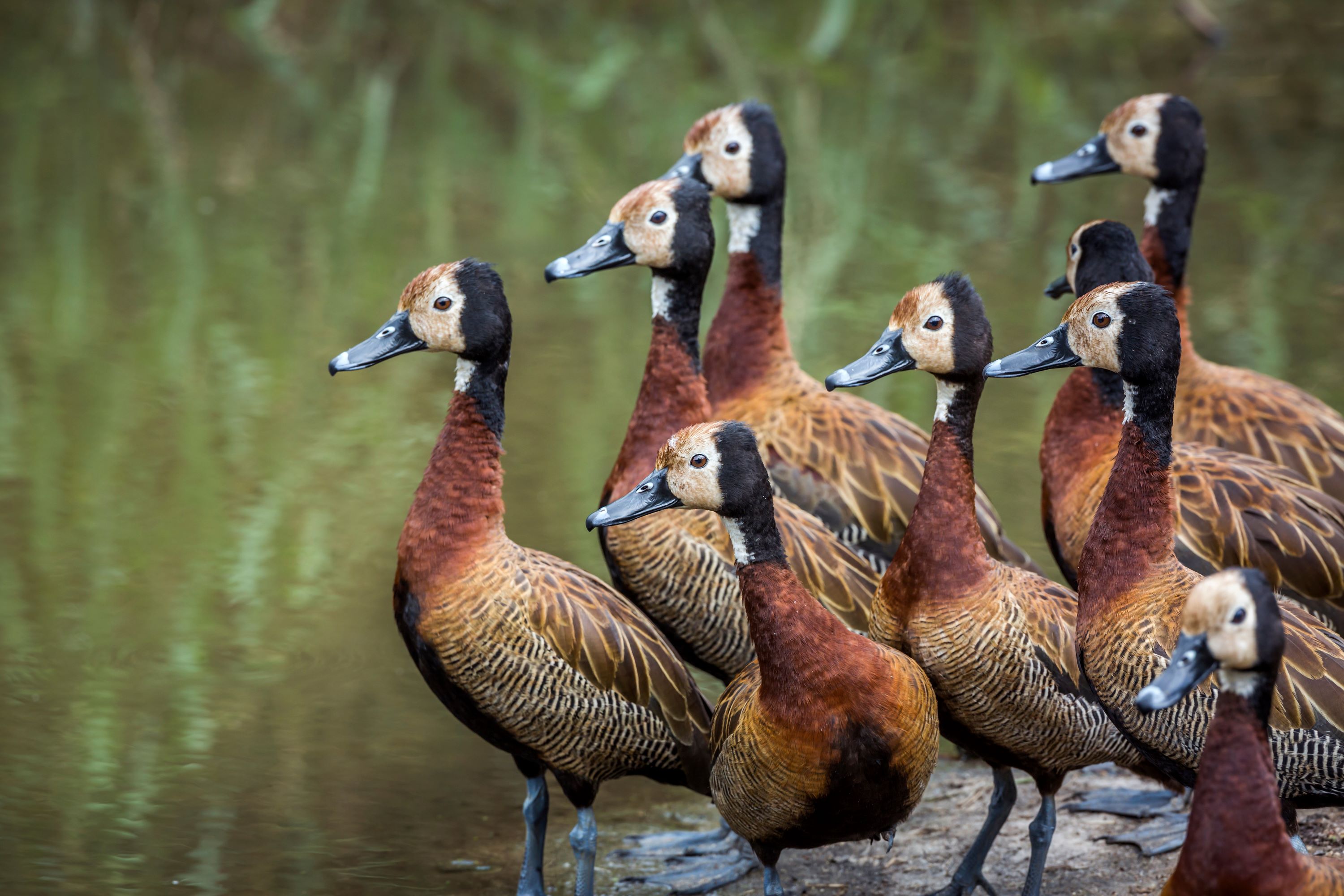 The White-Faced Whistling Duck