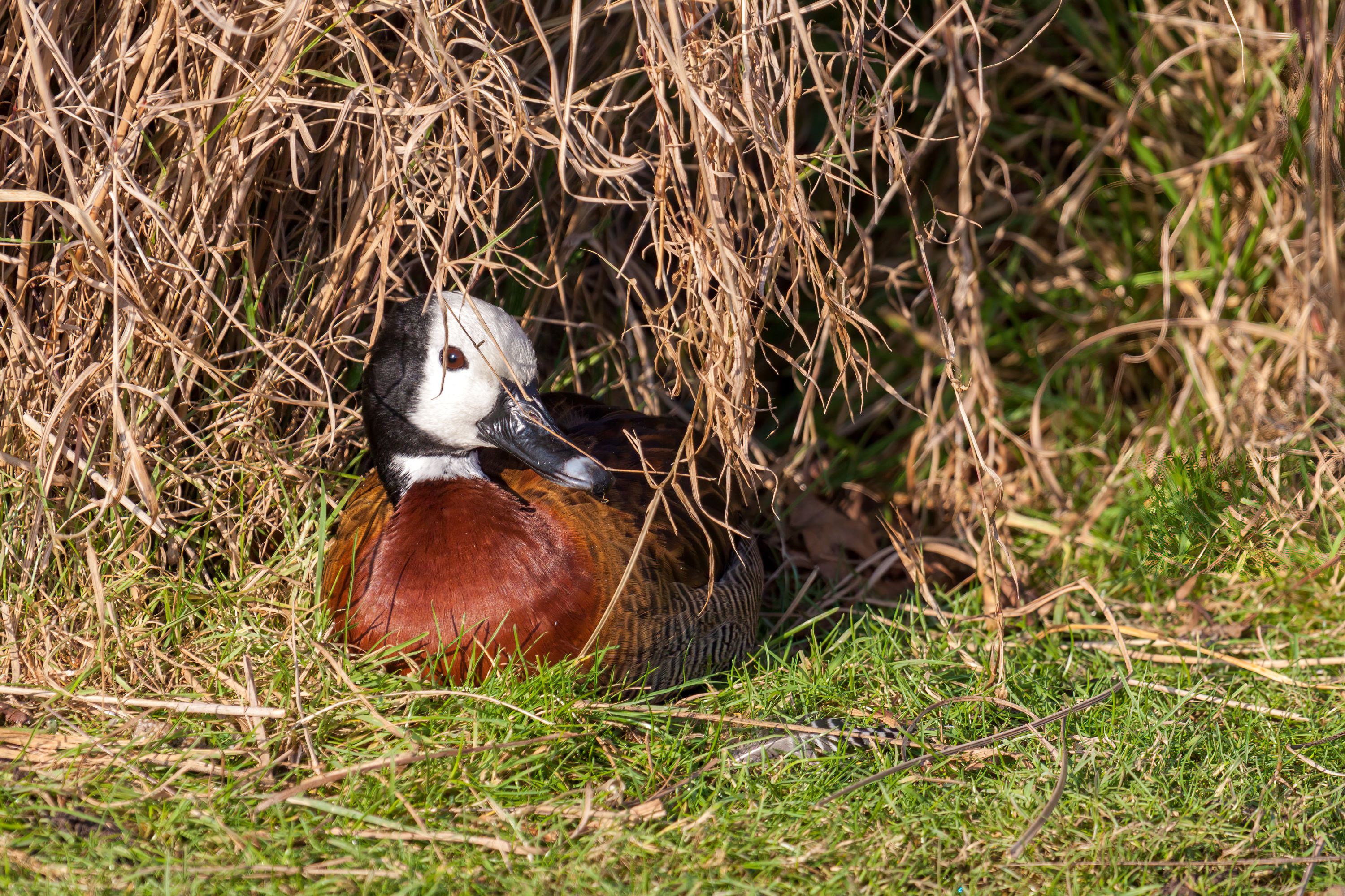 The White-Faced Whistling Duck