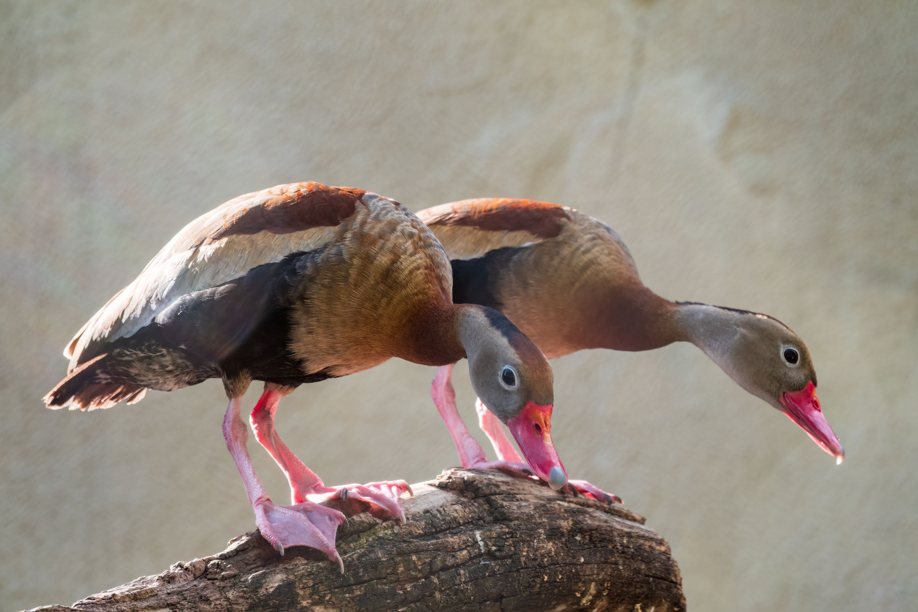 A Black-bellied Whistling Duck, standing on a tree branch.