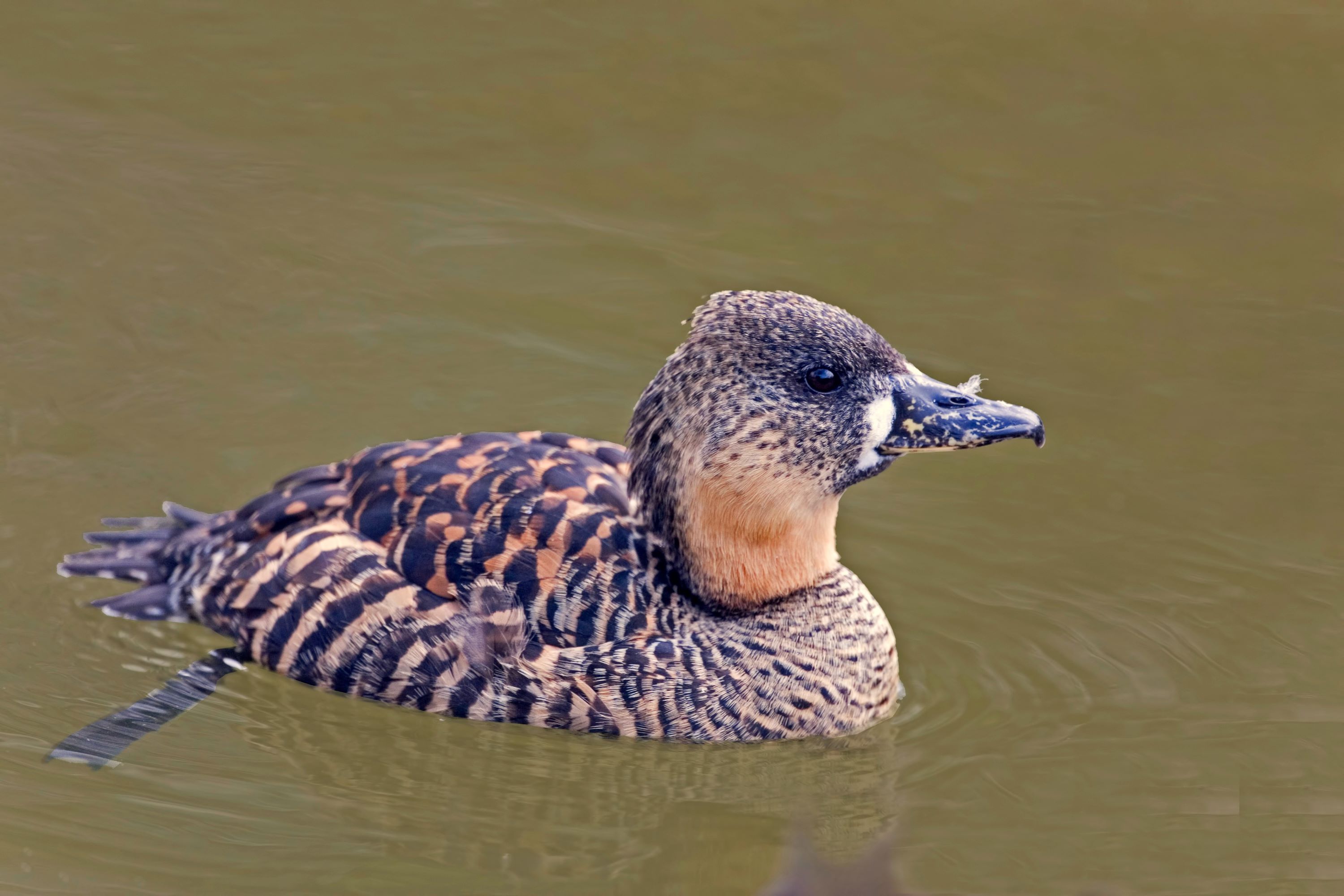 White-backed Duck, Thalassornis leuconotus, on the water.