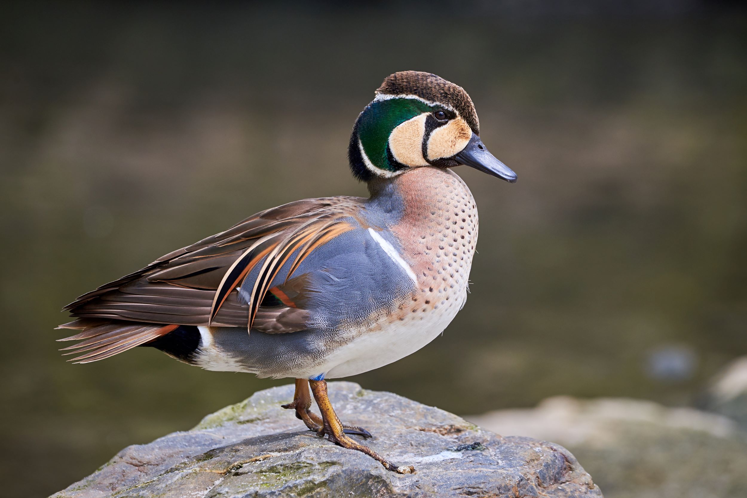 The Baikal Teal, Sibirionetta formosa.