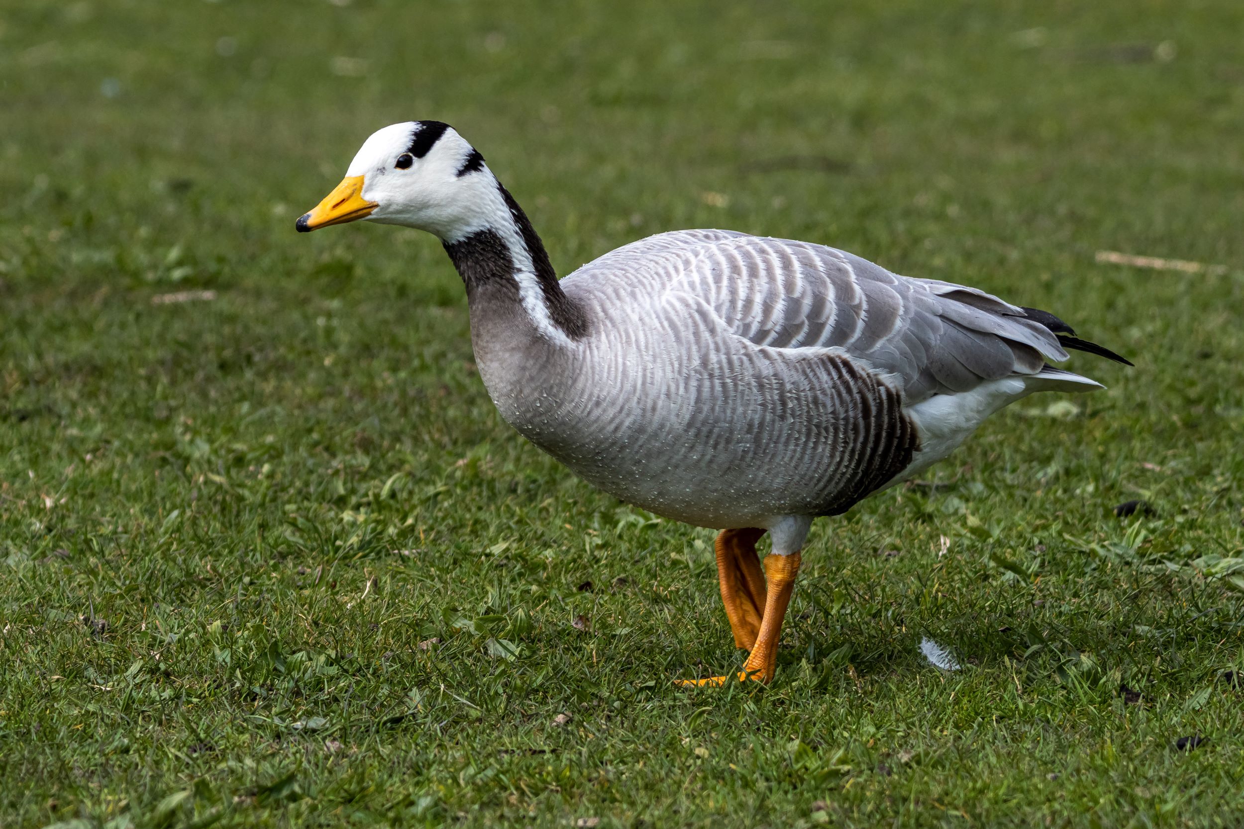 A bar-headed goose, Anser indicus, in Munich.