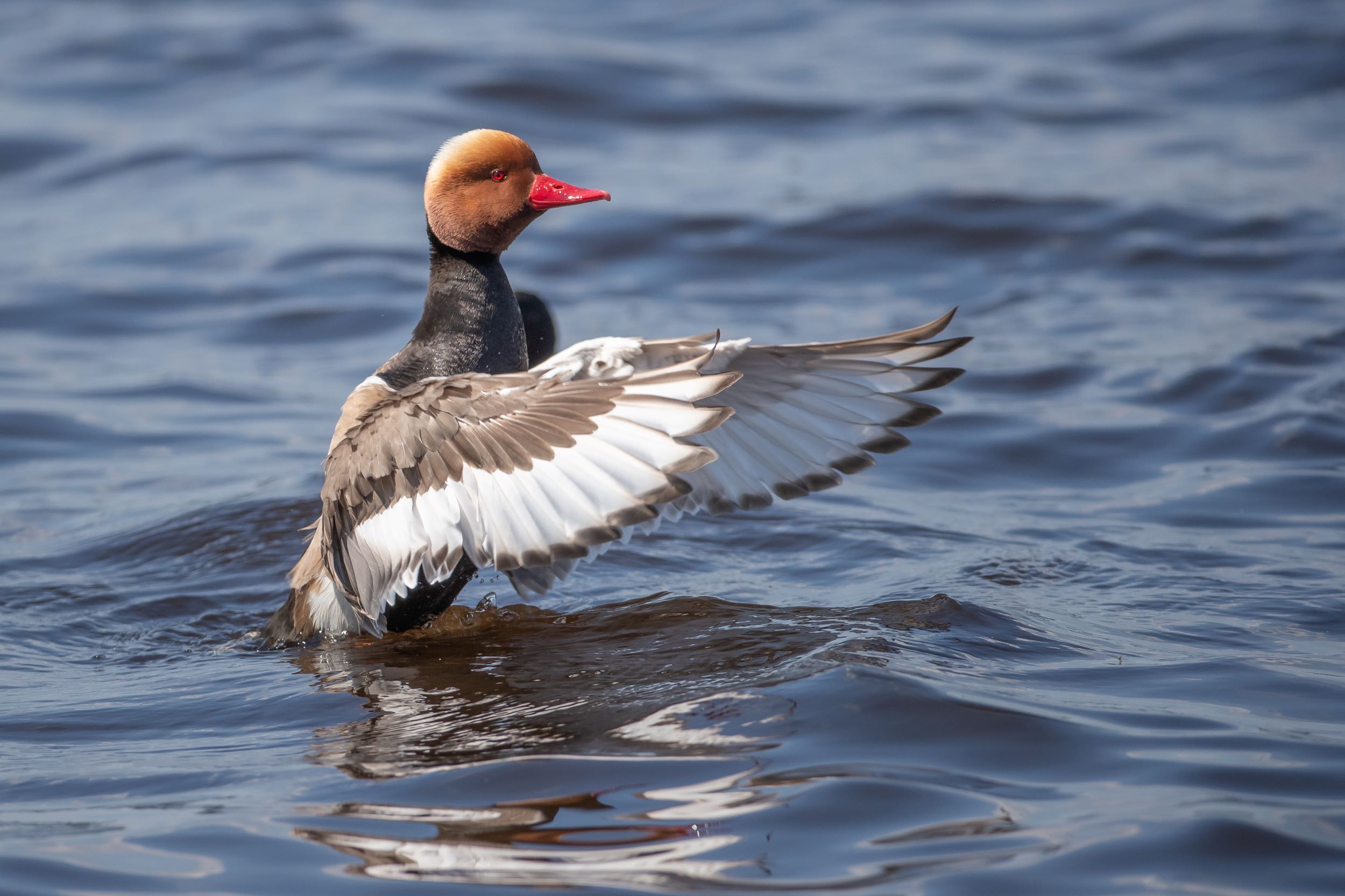 A Red-crested Pochard, Netta rufina.