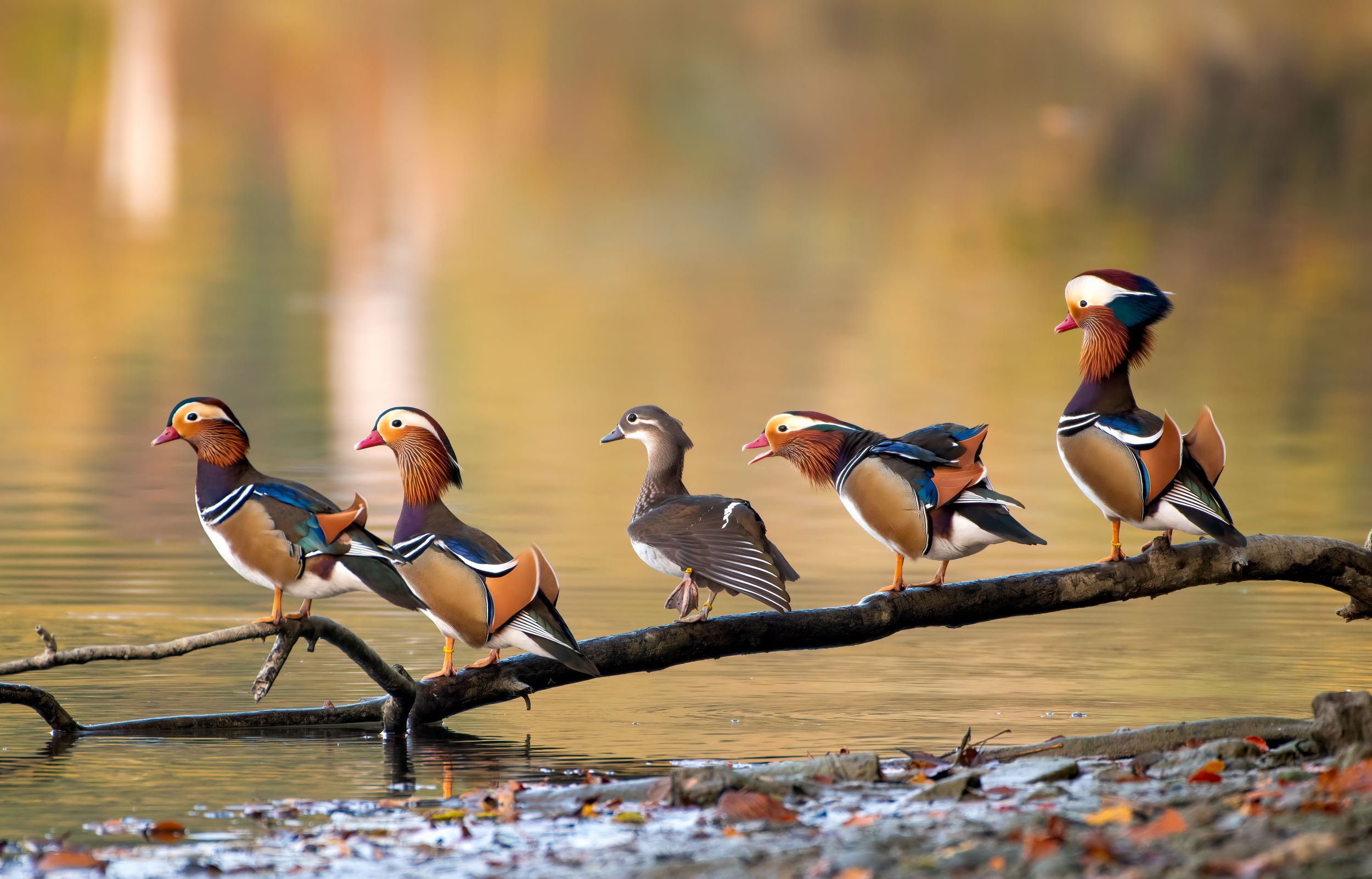 Mandarin Ducks on a branch (4 male and 1 female).