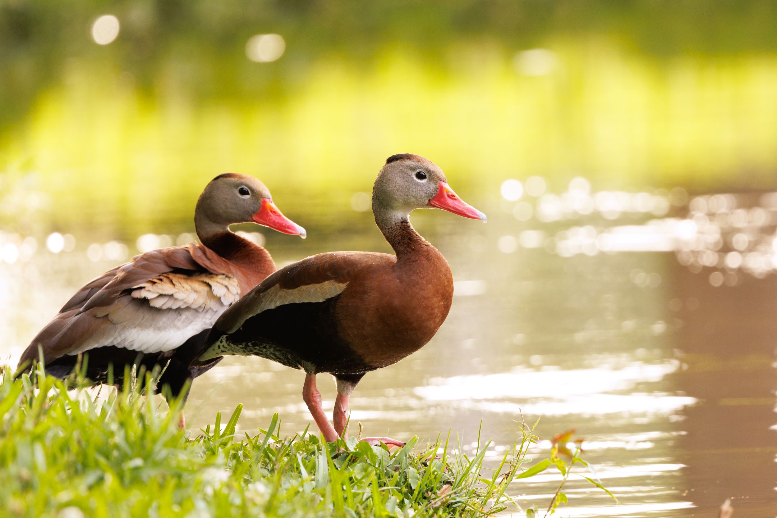 Black bellied whistling ducks (Dendrocygna autumnalis) by the water in Sarasota, Florida.