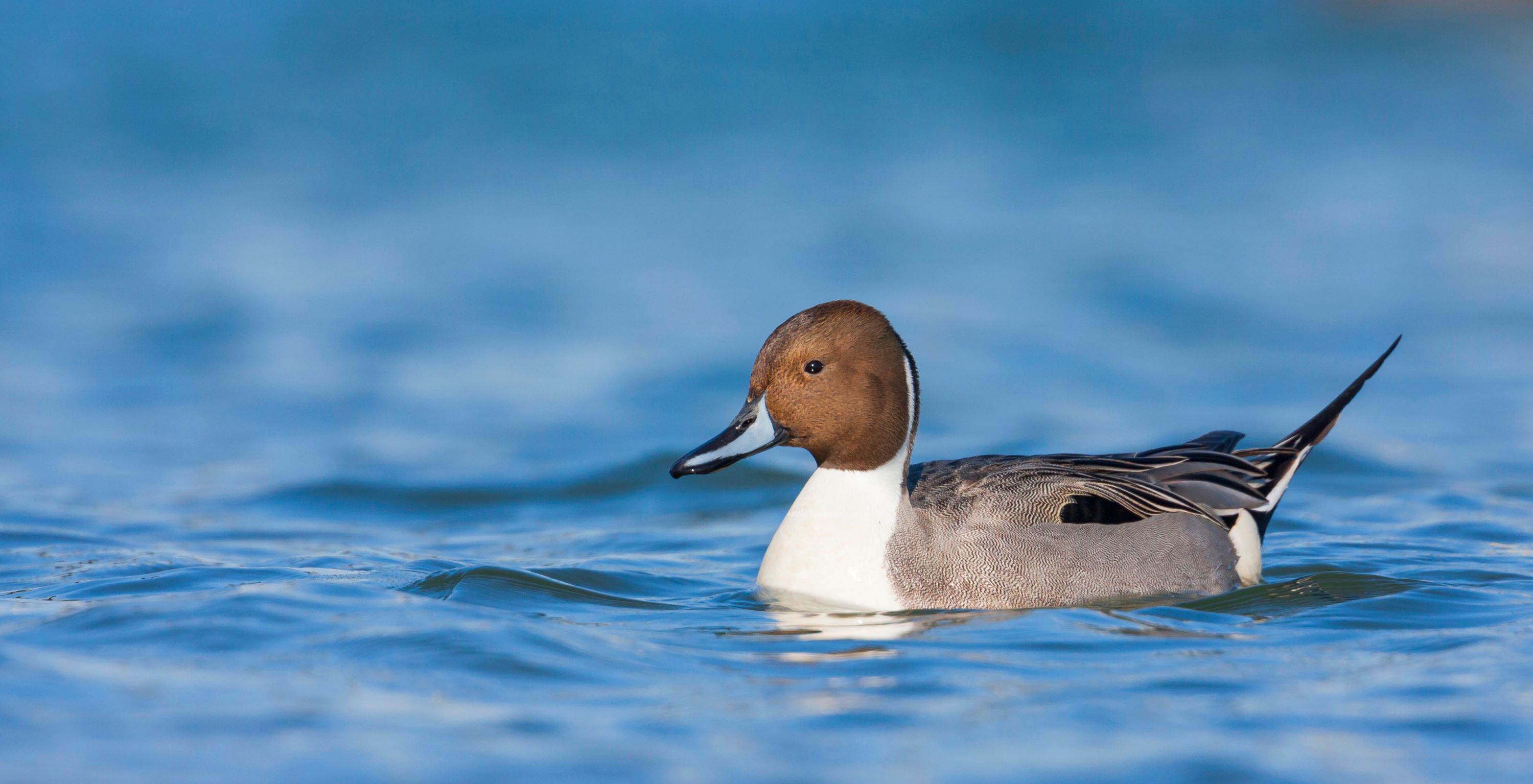 A Northern Pintail, Anas acuta.