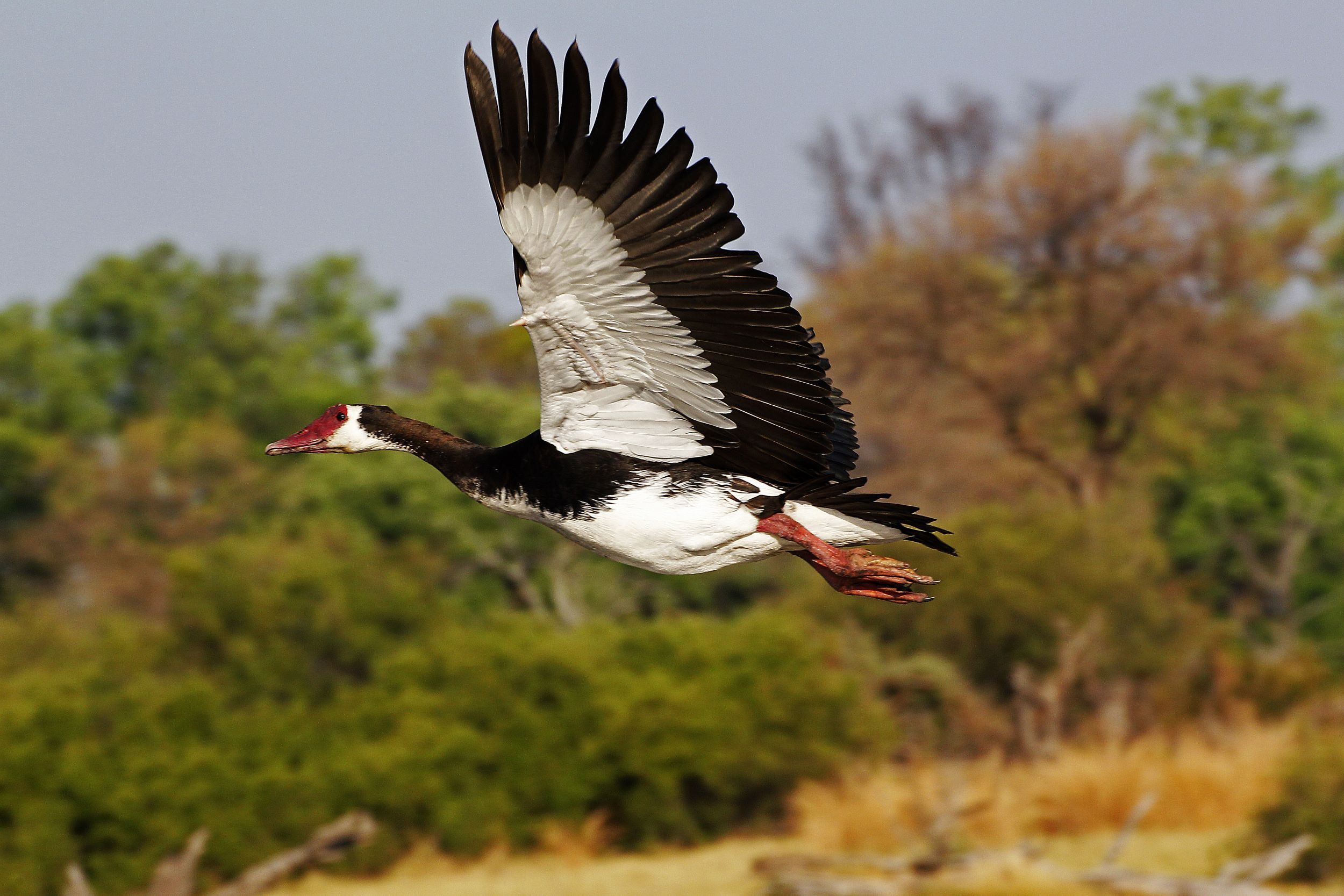 A Spur-winged Goose, plectropterus gambensis, in flight over the Okavango Delta in Botswana.