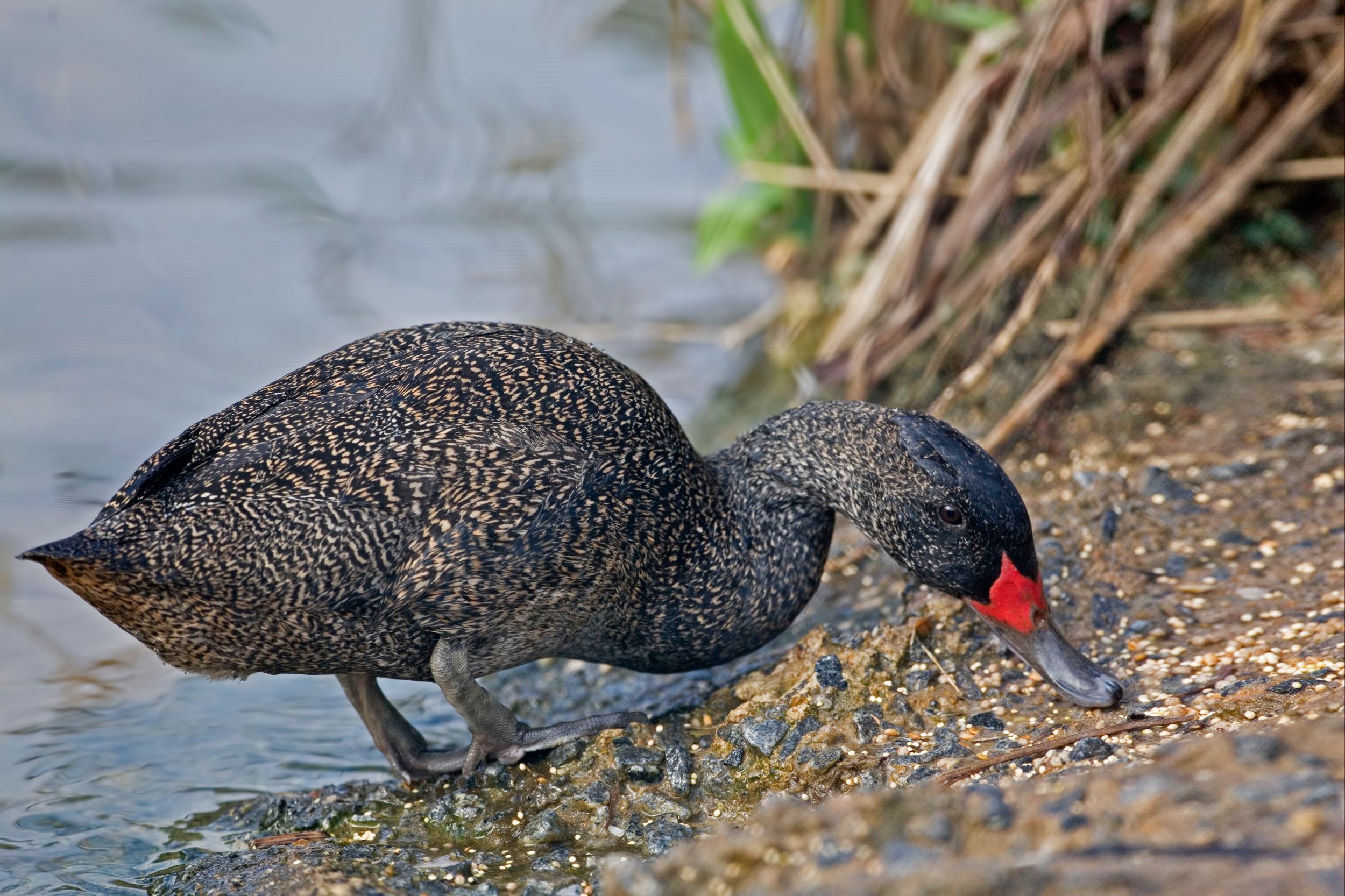 A Male Freckled Duck, Stictonetta naevosa.