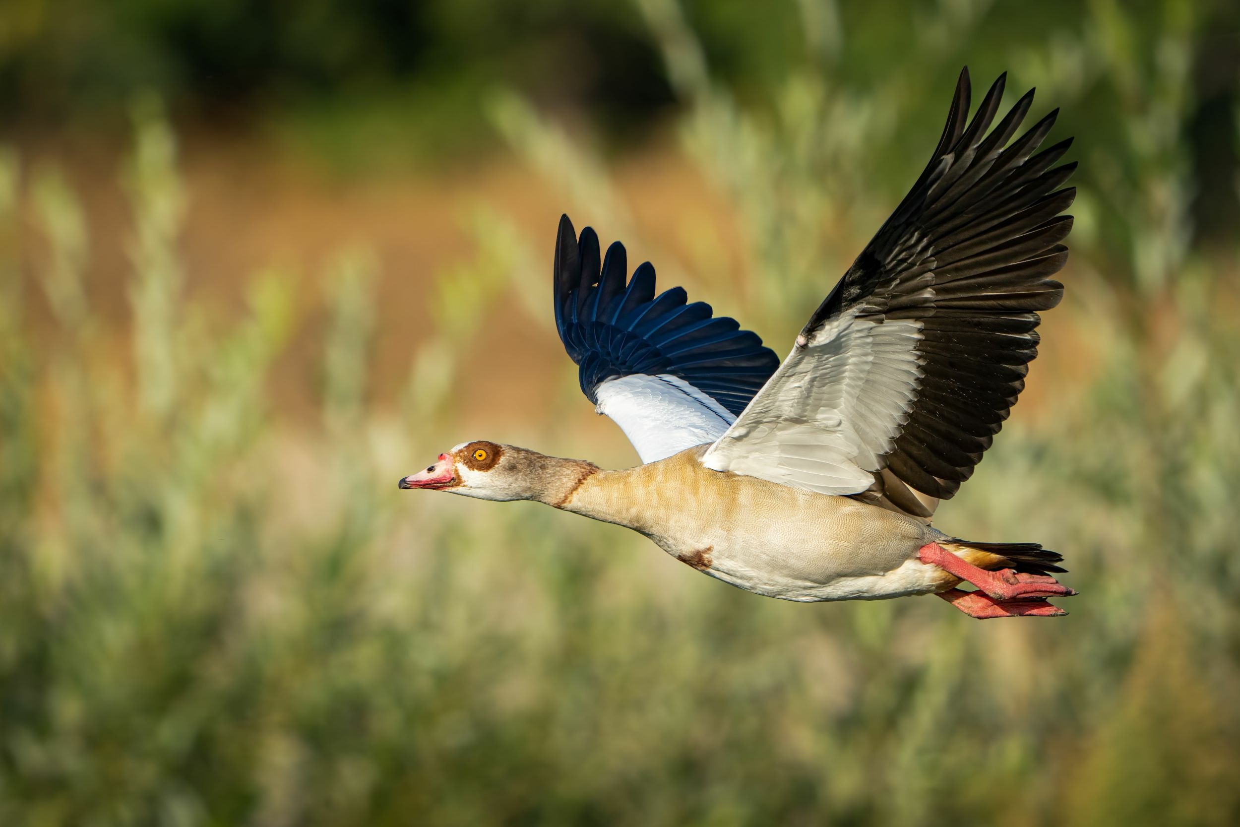 An Egyptian Goose in flight.