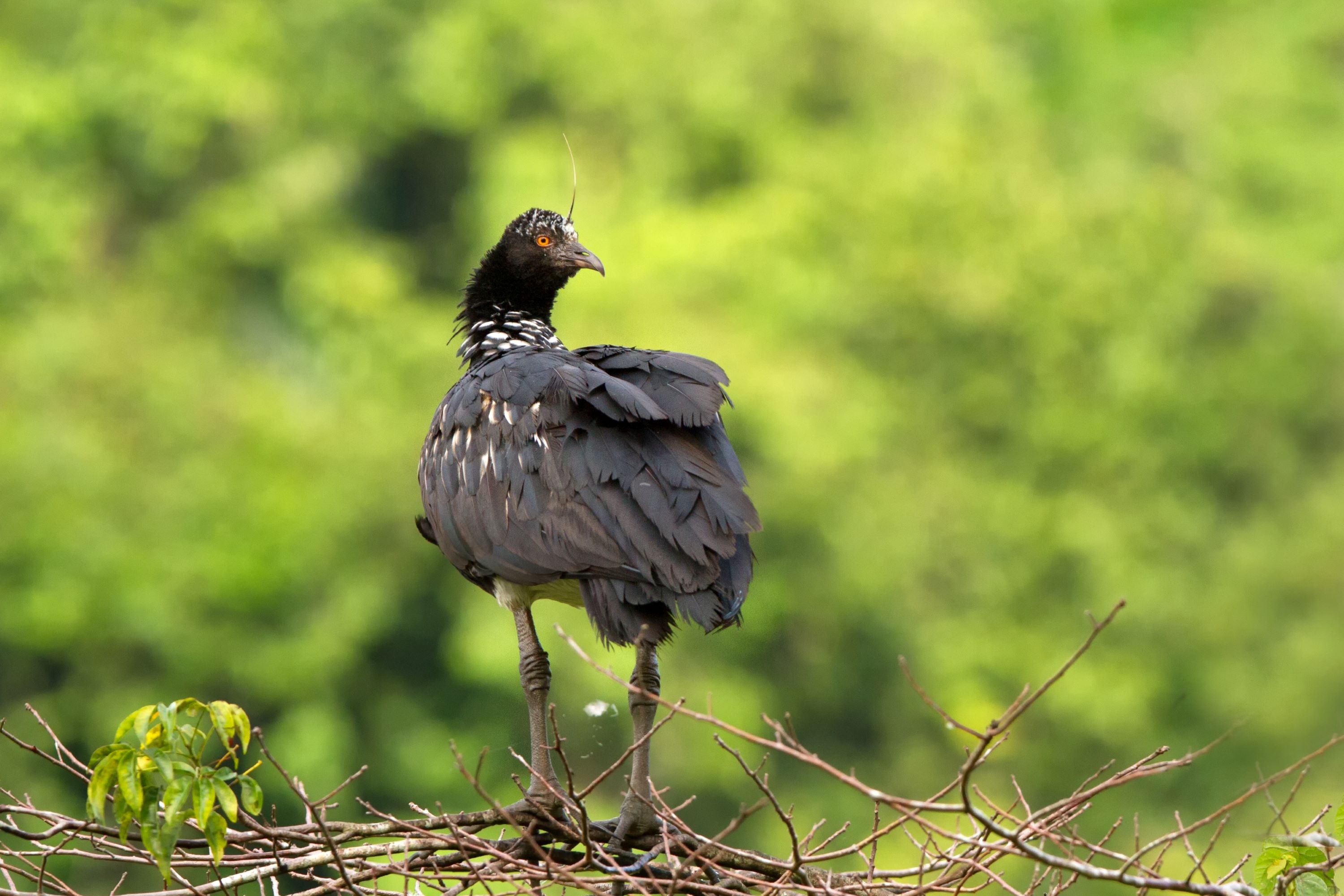 The Horned Screamer.