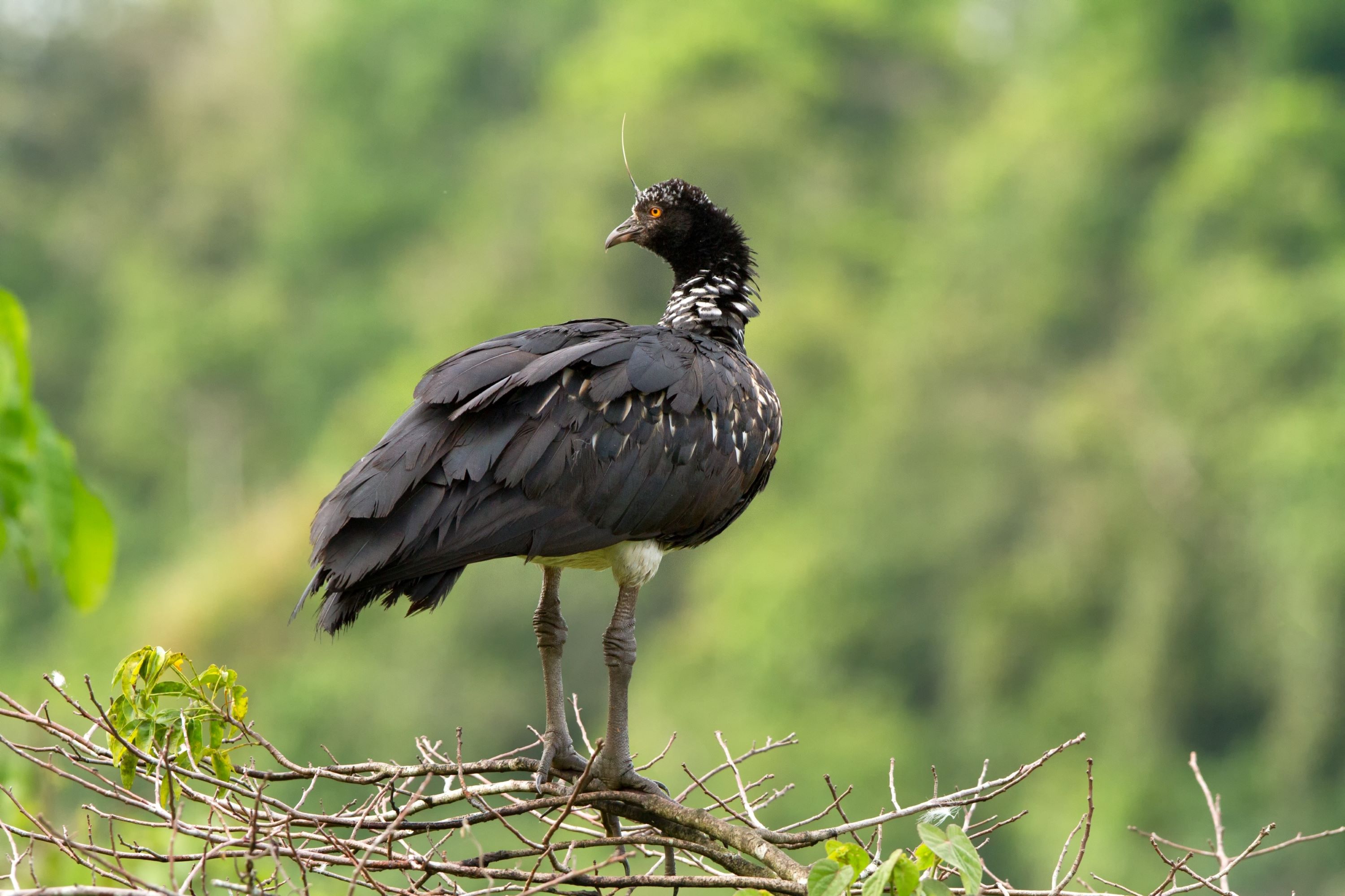 The Horned Screamer.