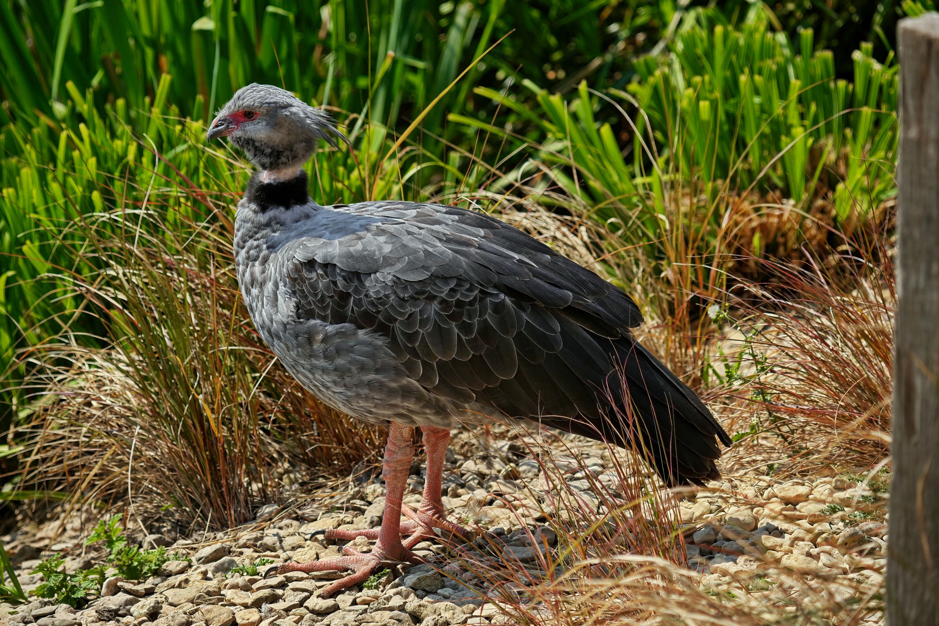 The Northern Screamer.