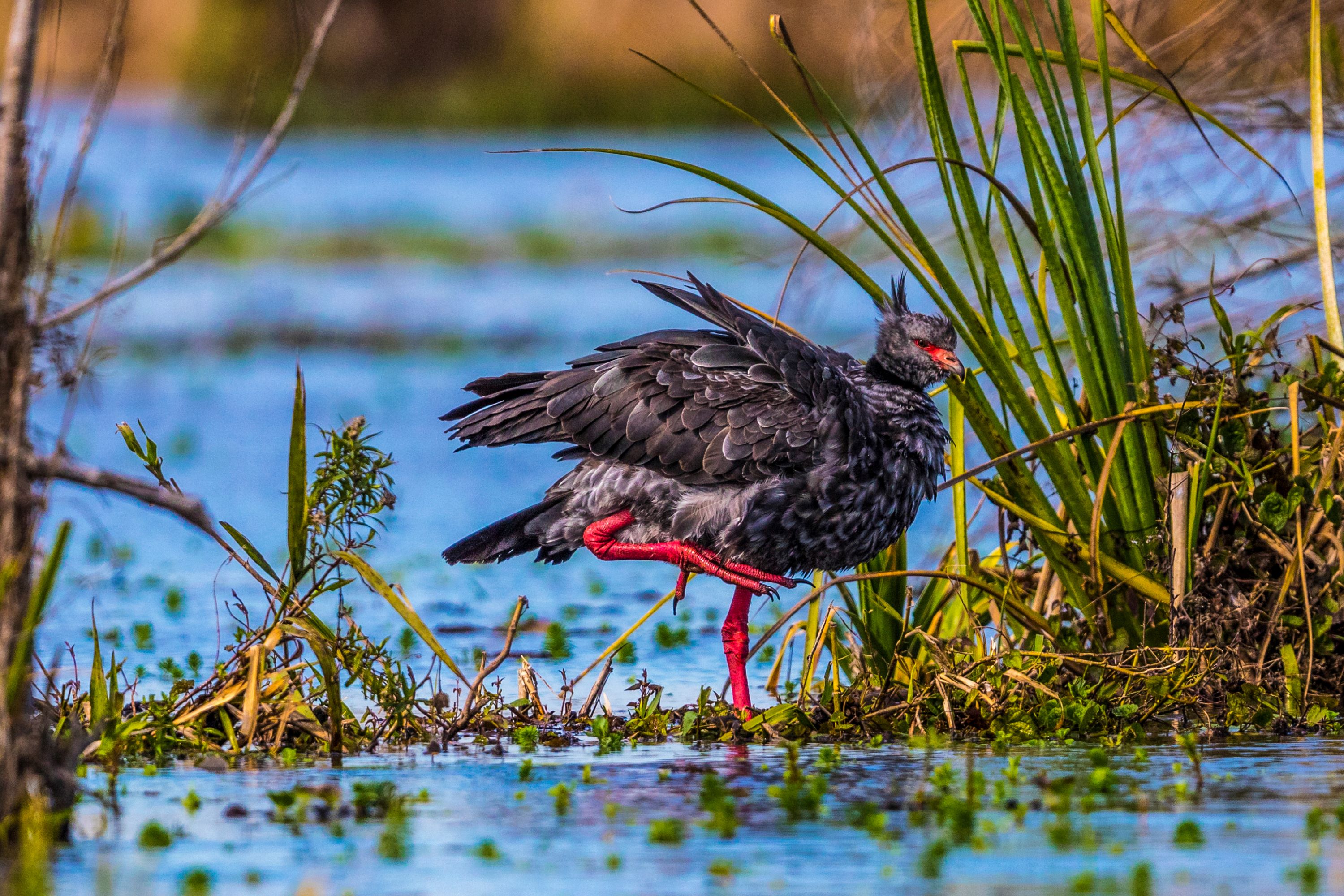 The Southern Screamer.