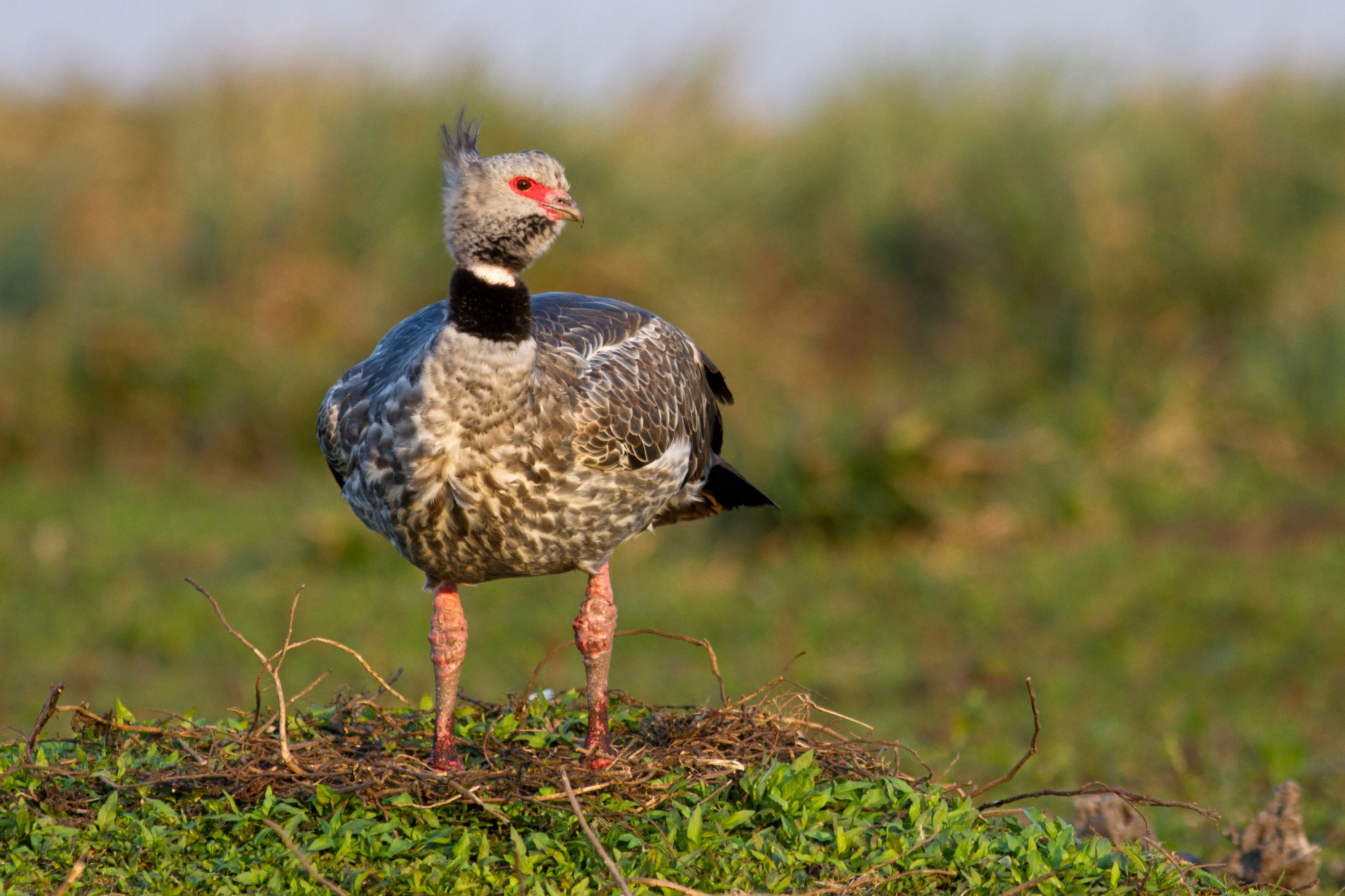 The Southern Screamer.