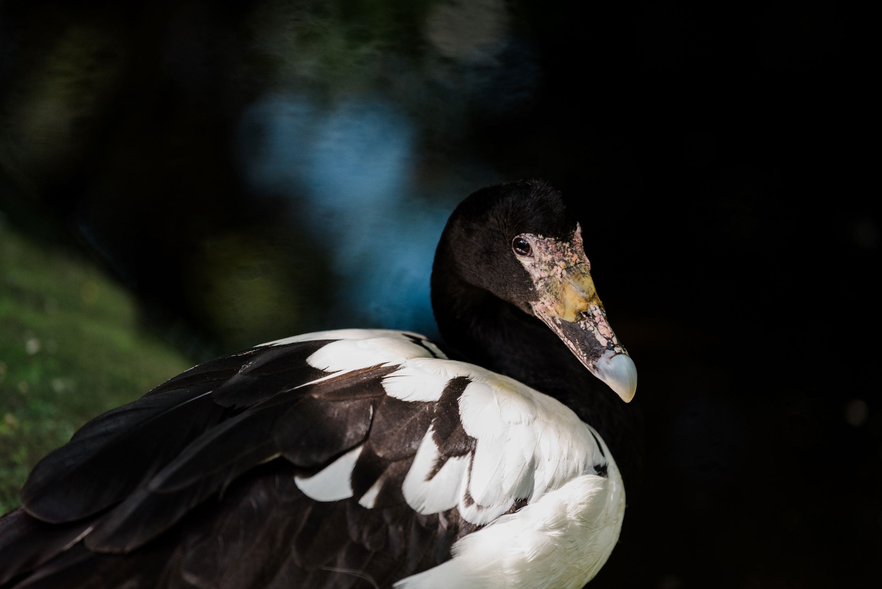 A Magpie Goose.