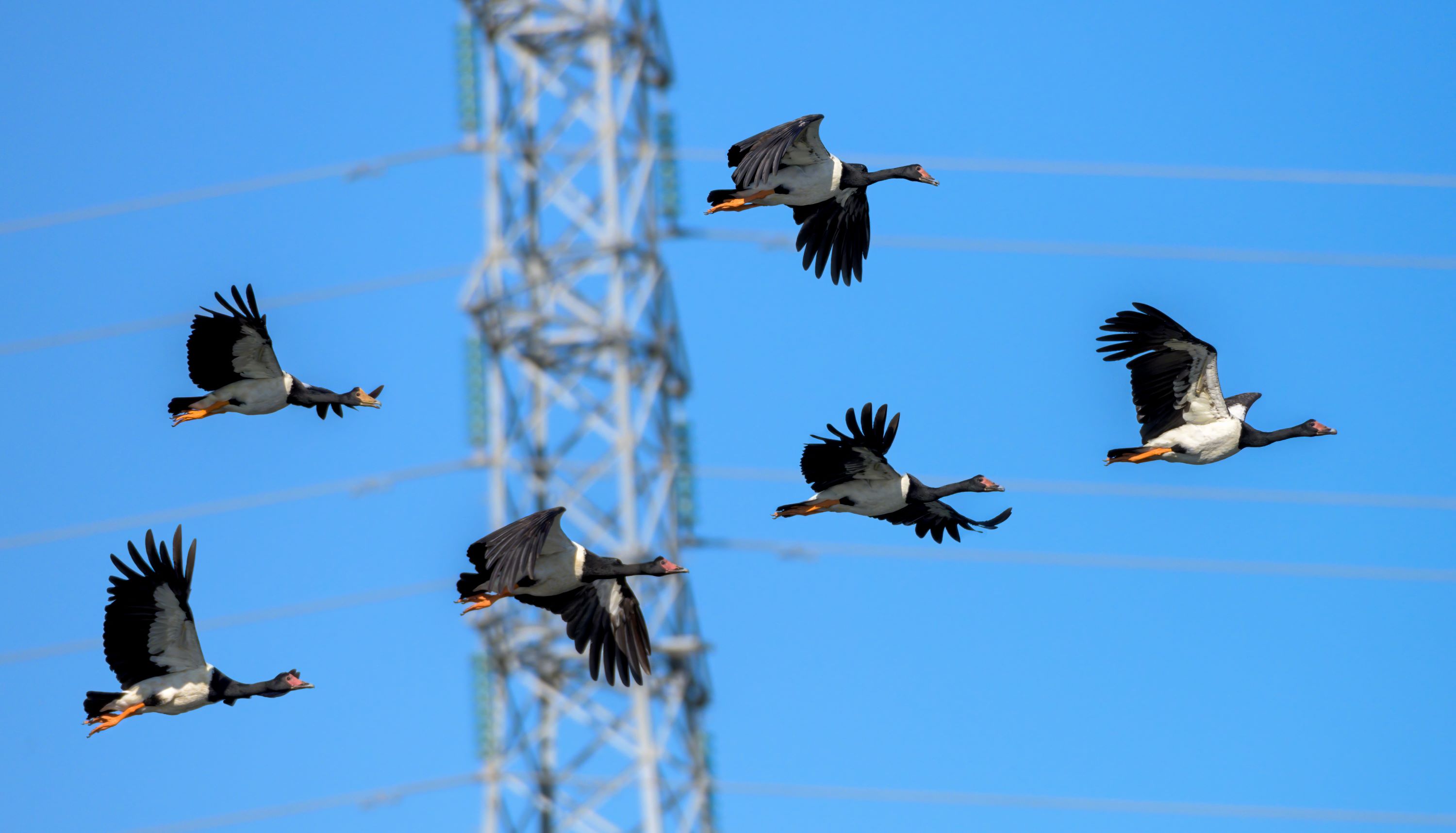 A flock of Magpie Geese Flying Past Powerlines.