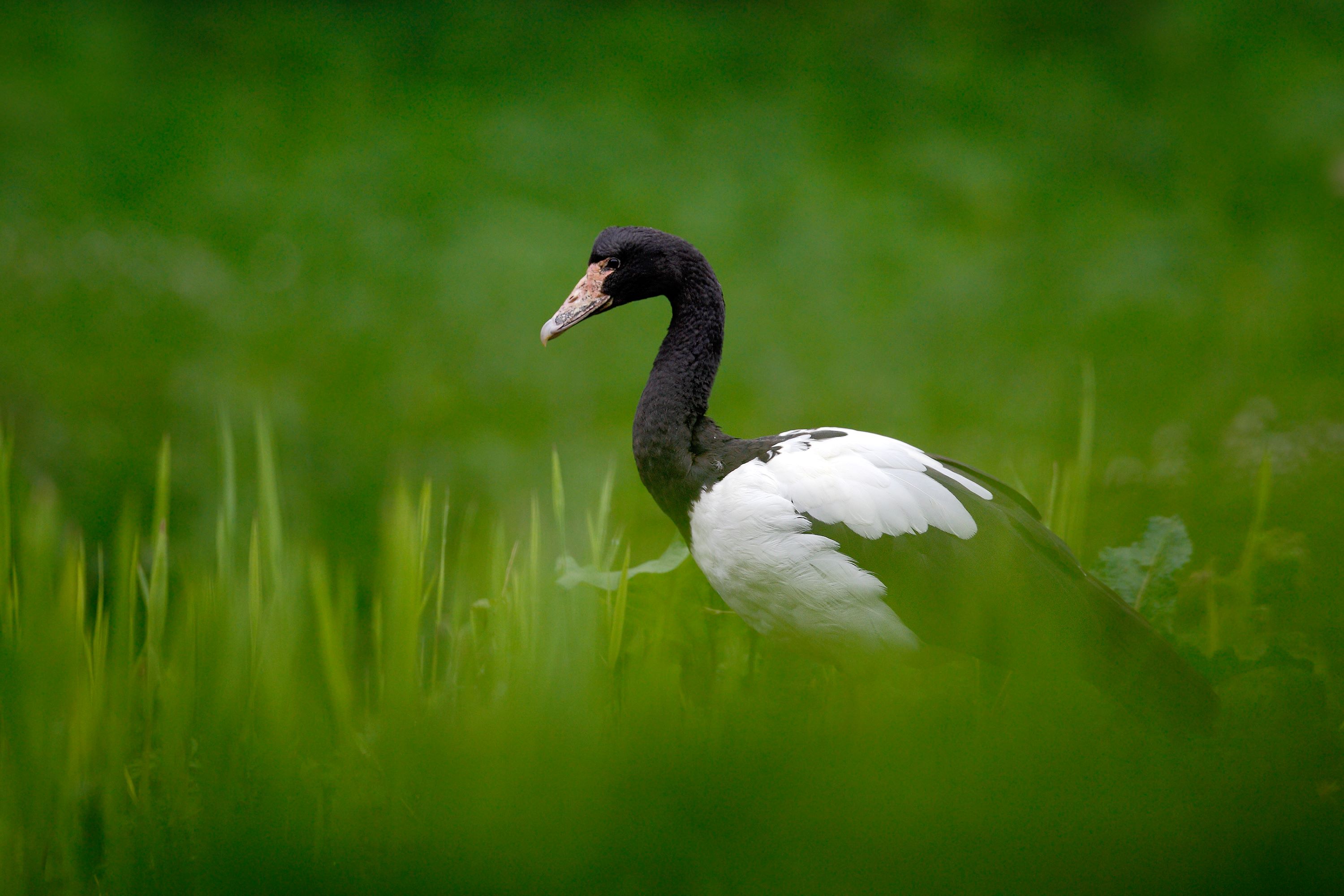 The Magpie goose, Anseranas semipalmata, a black and white goose duck from Australia in the green grass.