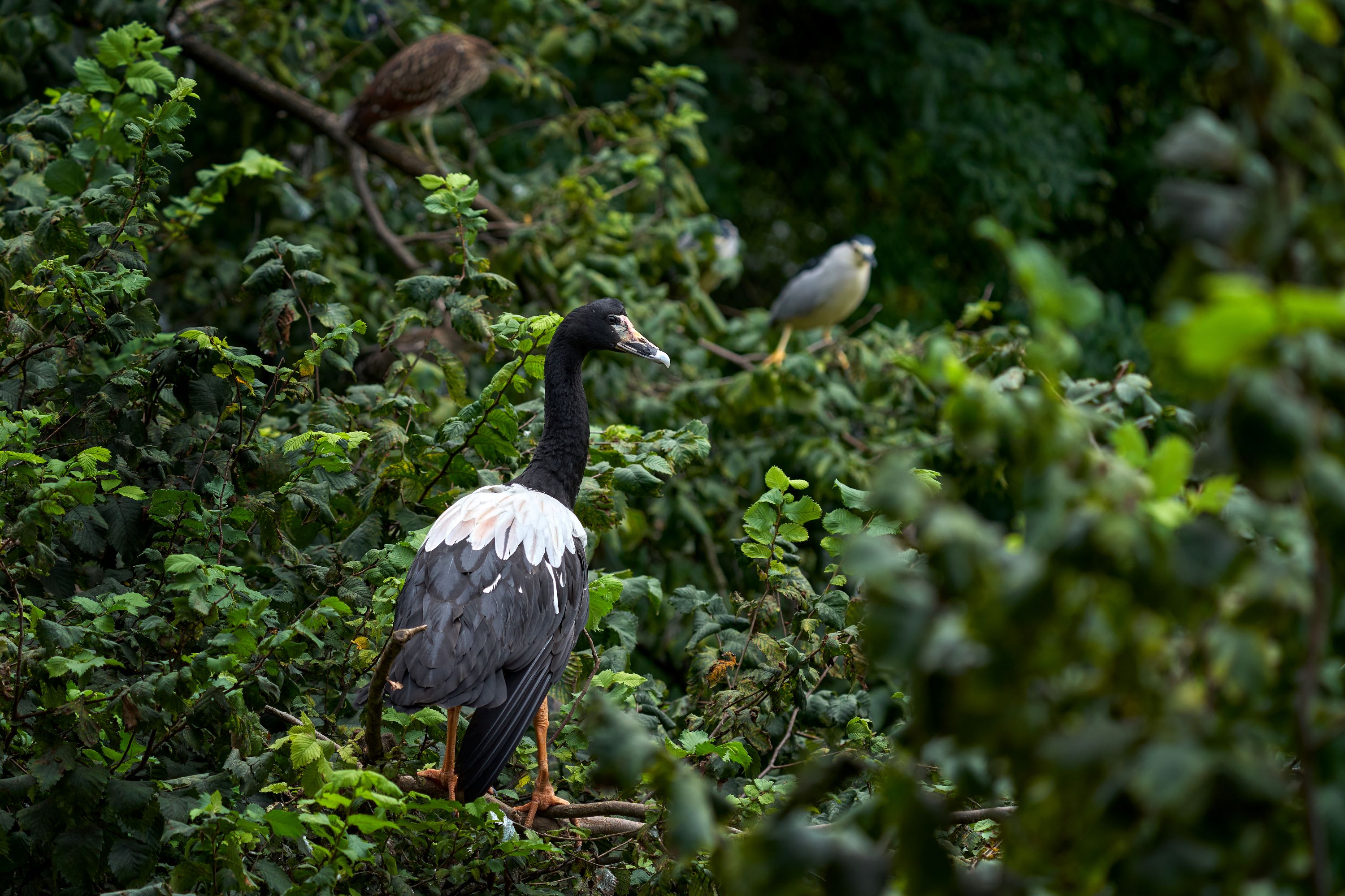 A Magpie Goose in a the tree with two herons in the background.