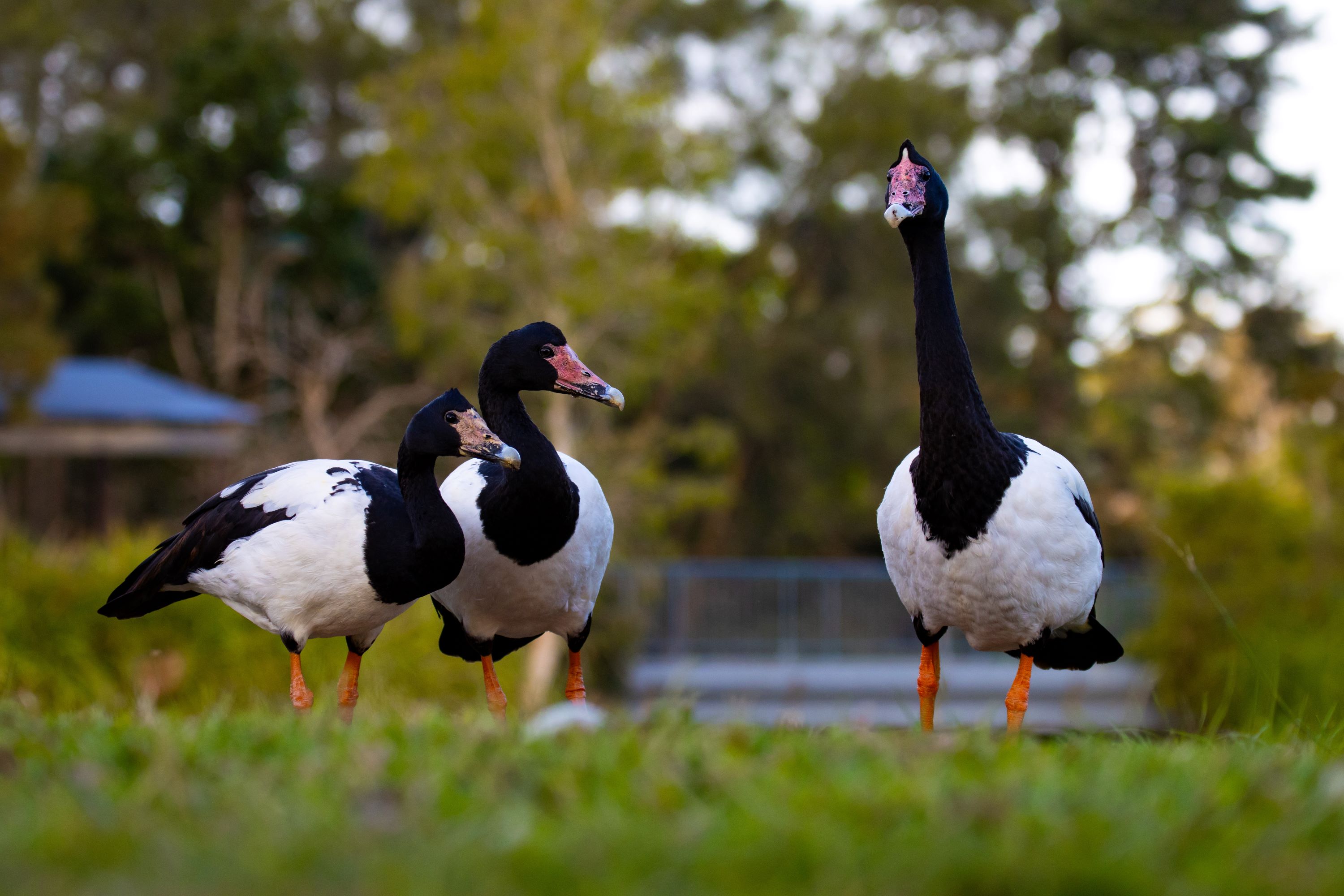 The beautiful and unique magpie goose eating grass at lake alford park in Queensland, Australia.