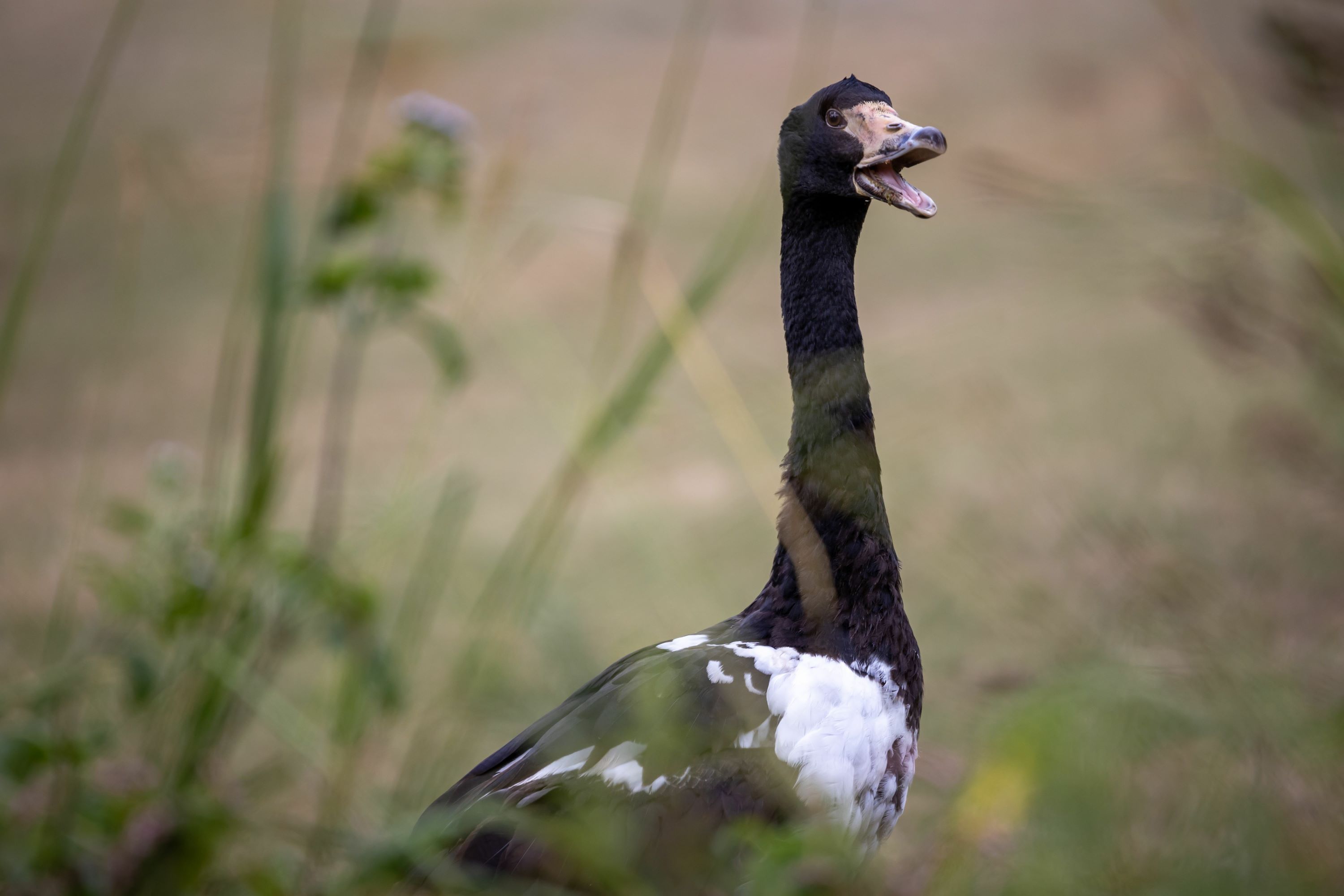 A magpie goose in a field.