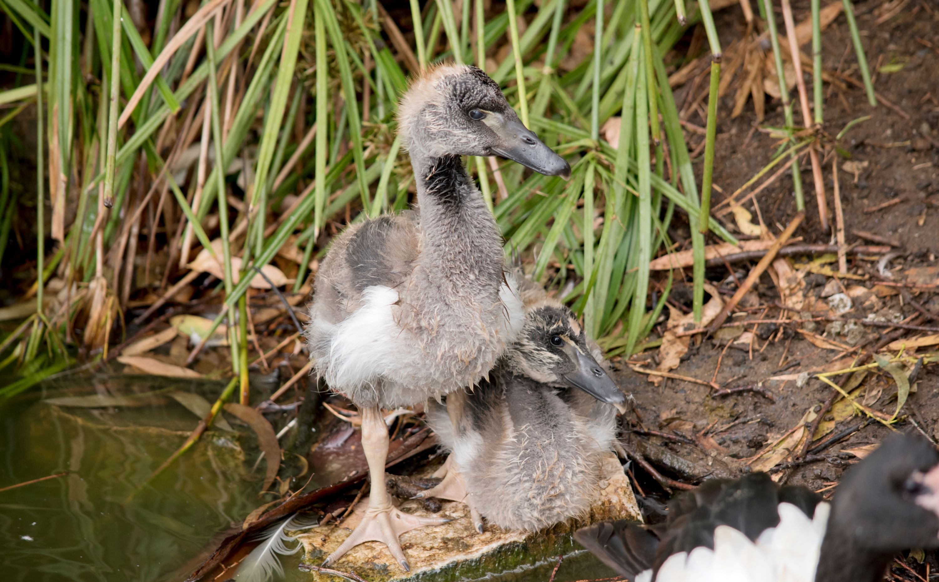 Two magpie goslings on a rock.