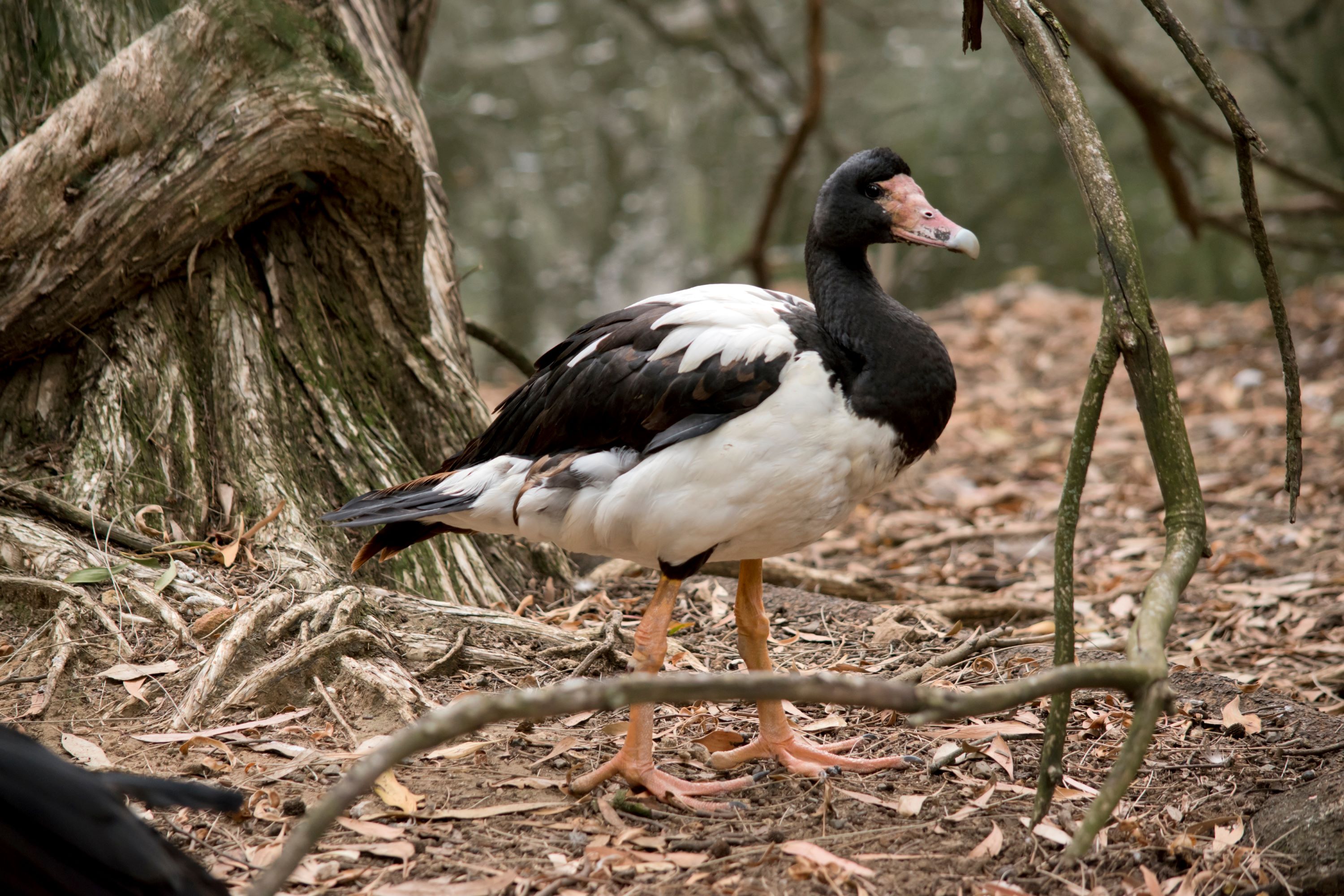 A magpie goose.