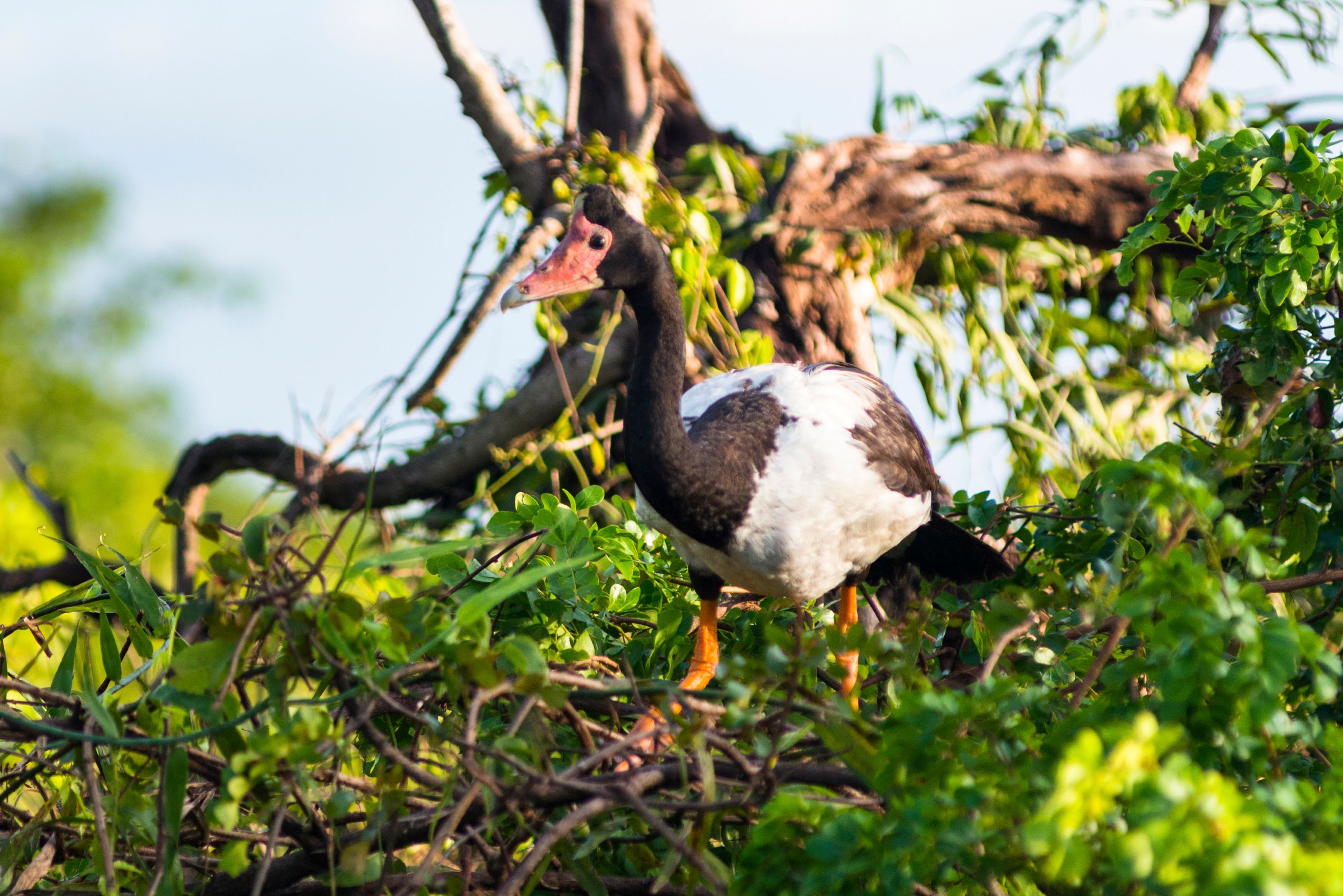 A Magpie Goose in Kakadu National Park in Australia..