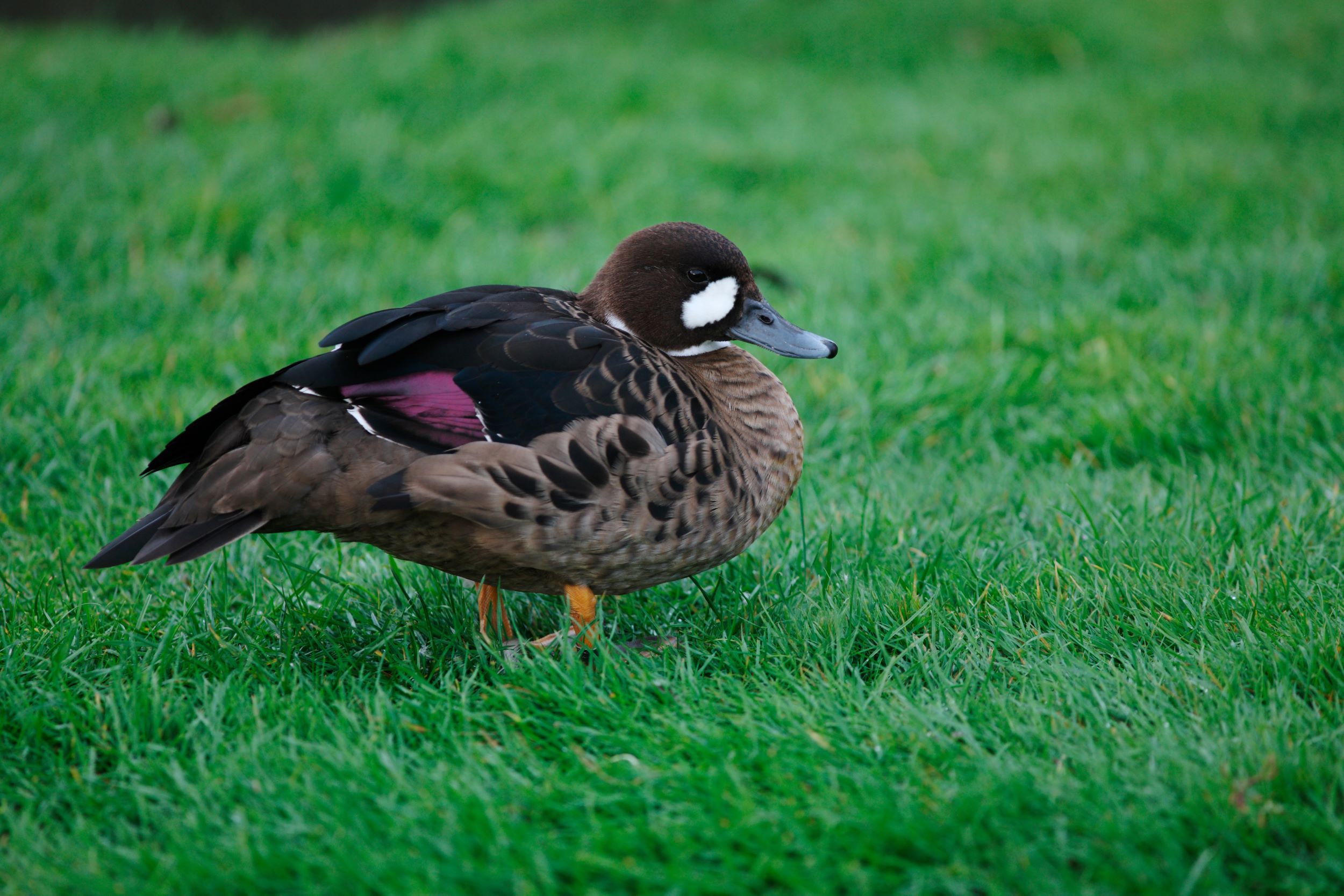 A Bronze-winged Duck, Speculanas specularis.