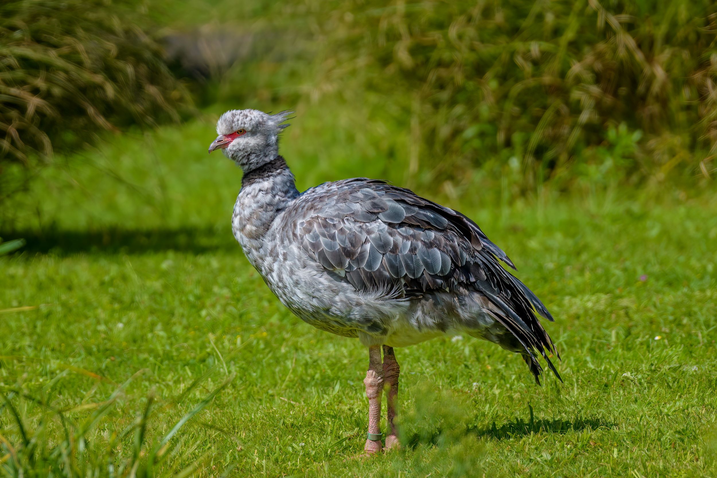 A Southern Screamer at the London Wetland Centrein the UK.