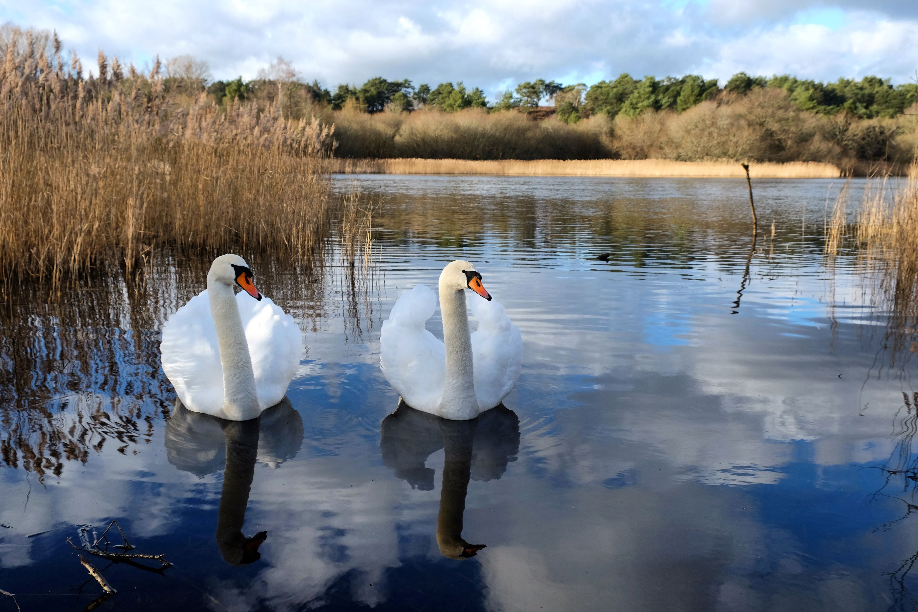 A pair of swans on a calm lake in Surrey, UK.