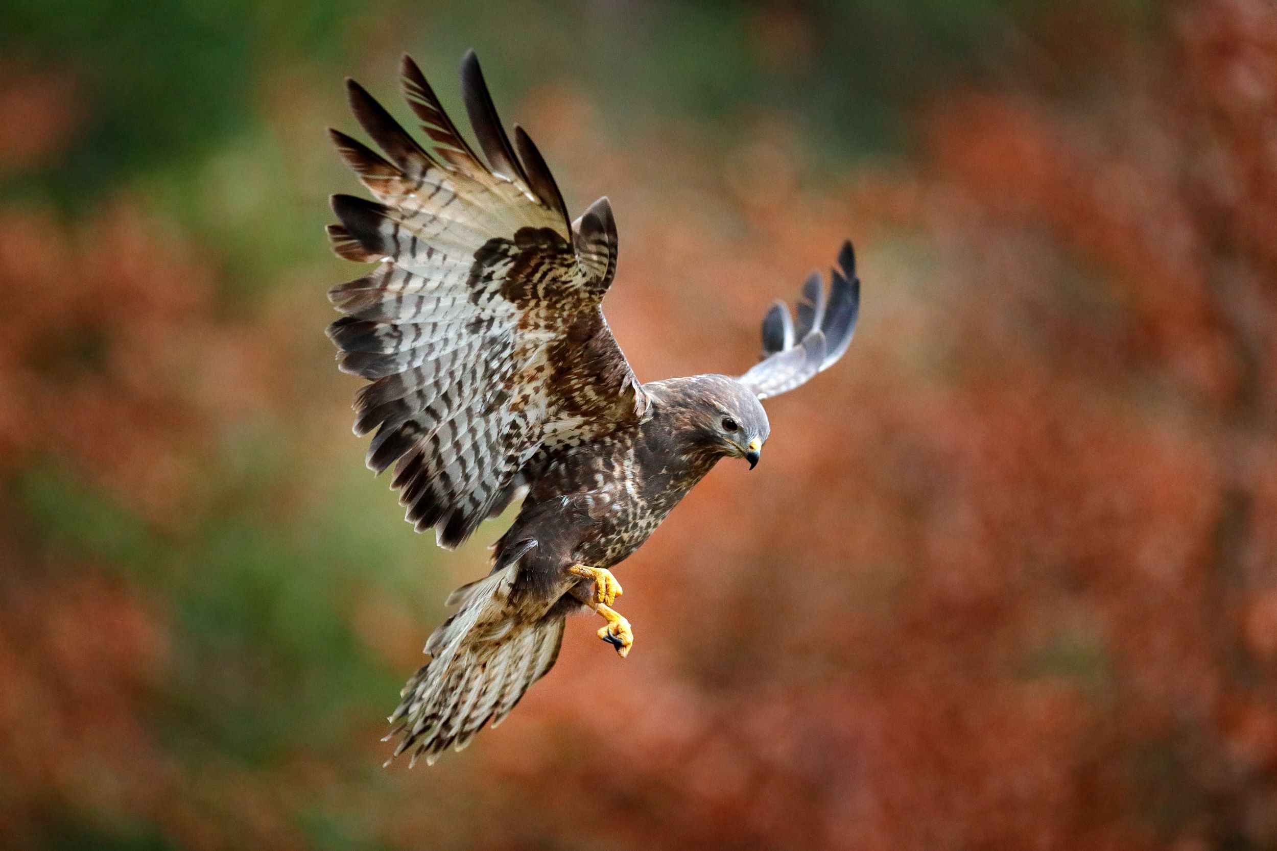 The Common Buzzard, Buteo buteo, in flight.