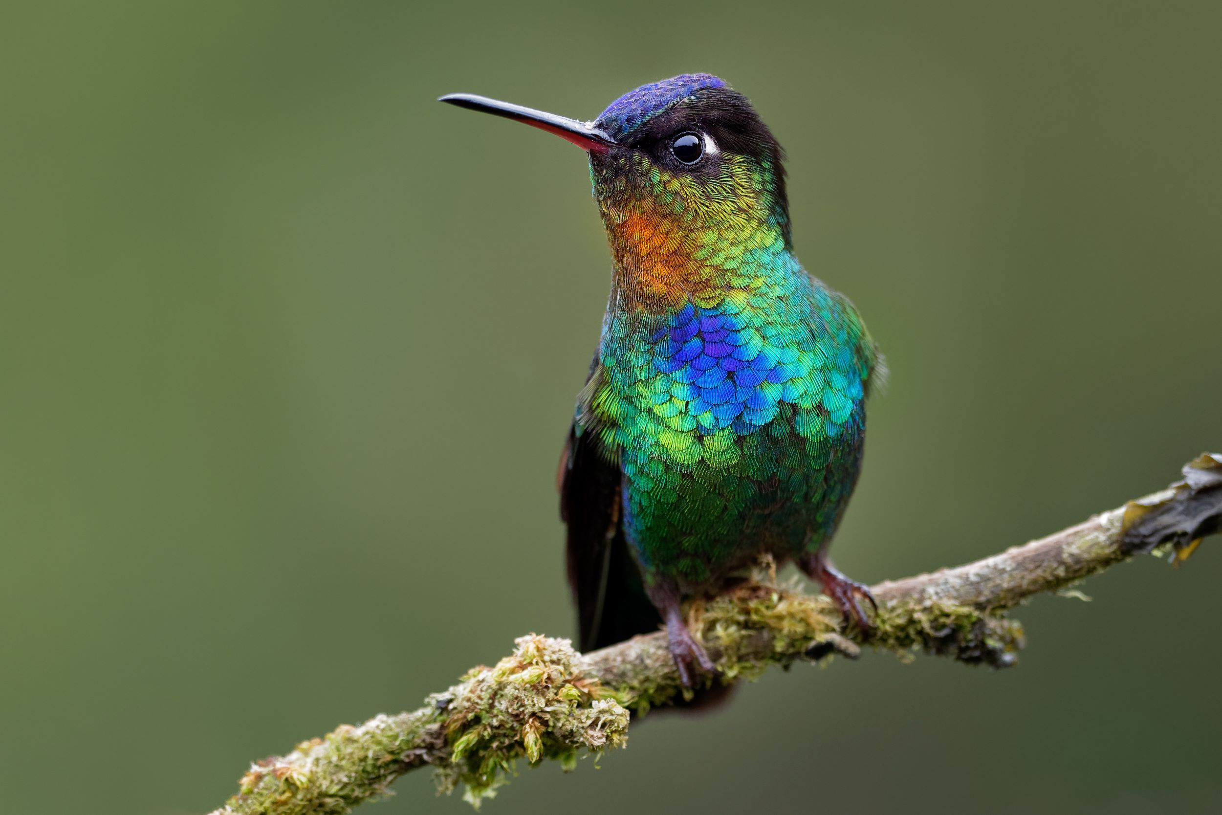 The Fiery-throated Hummingbird, Panterpe insignis, a medium-sized hummingbird that only breeds in the mountains of Costa Rica and Panama.