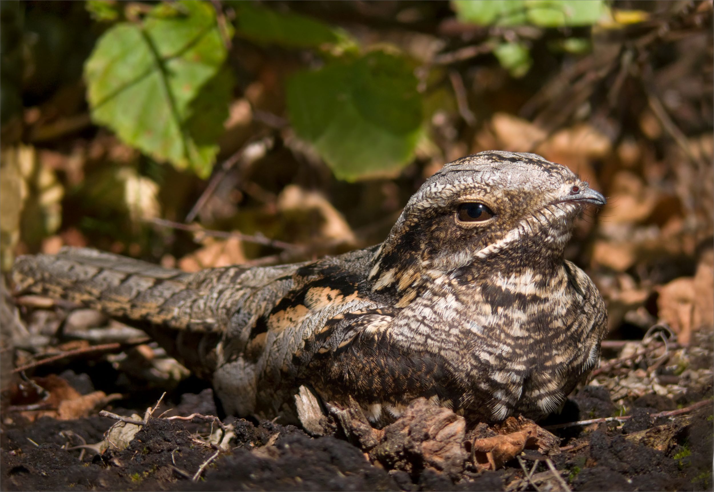 A European Nightjar.