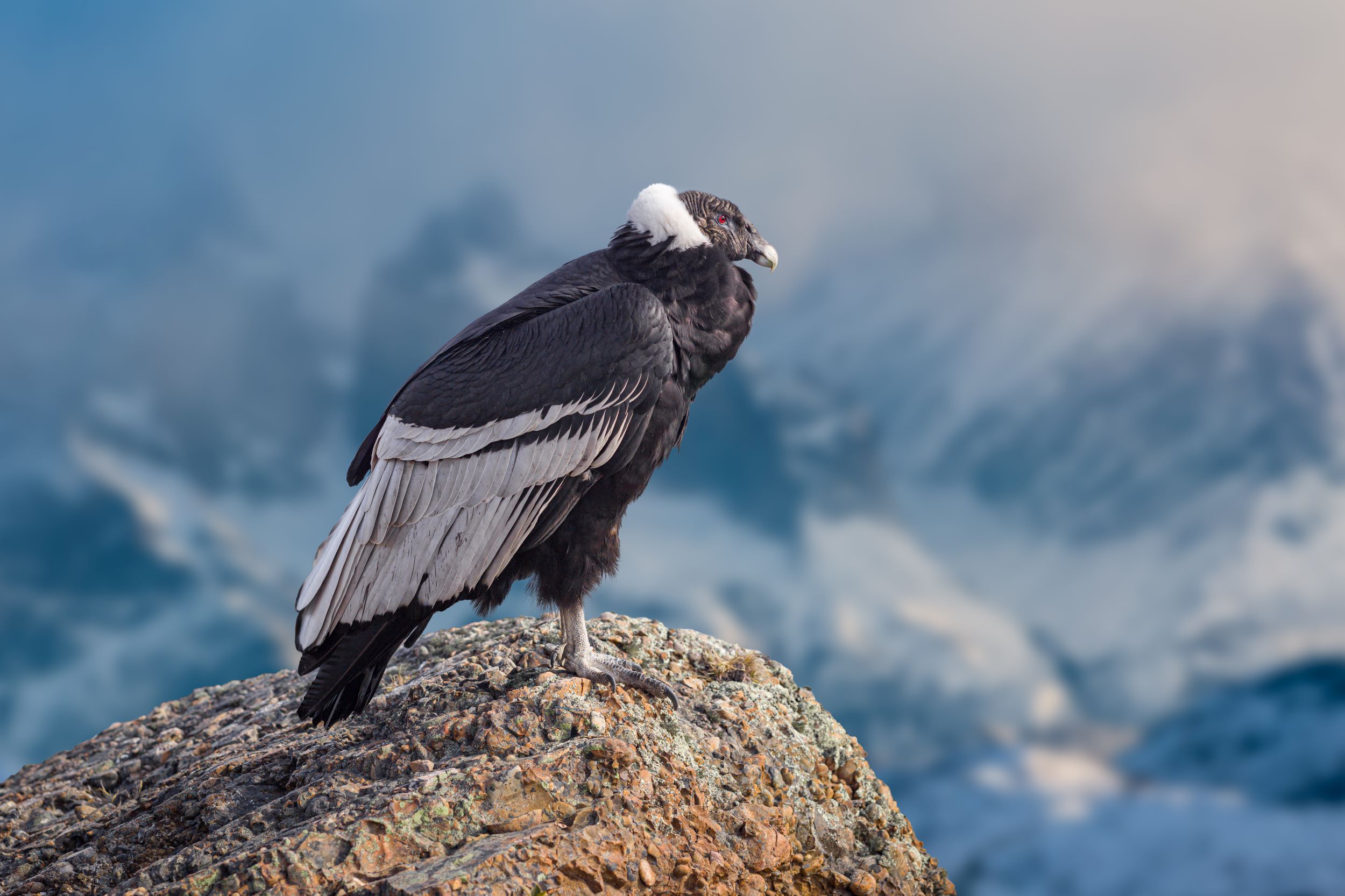 An Andean condor, Vultur gryphus, perched on a rock.