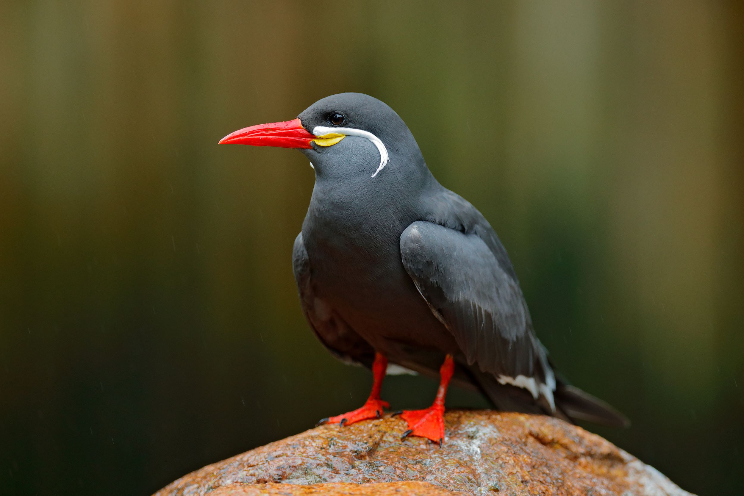 The Inca Tern, Larosterna inca, from the Peruvian coast.