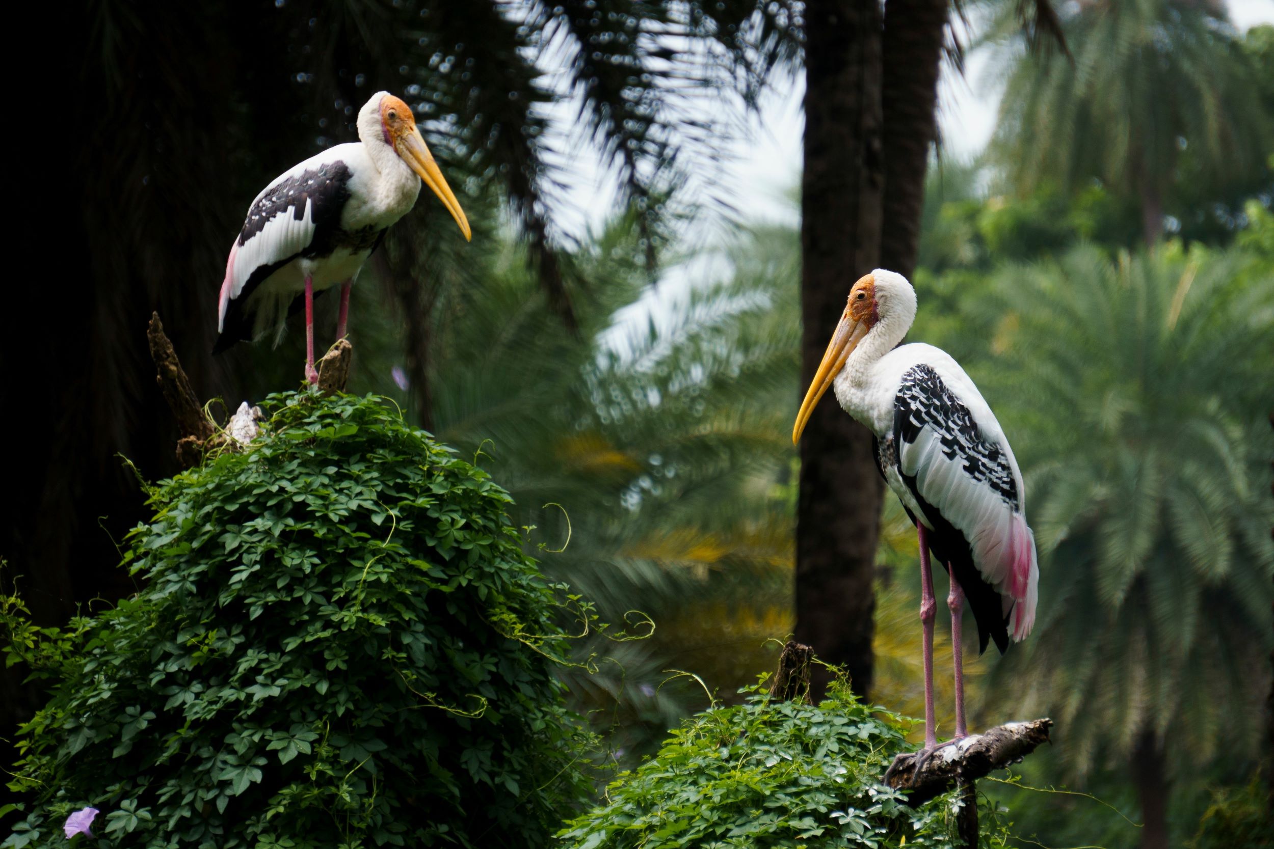 A pair of Painted Storks.