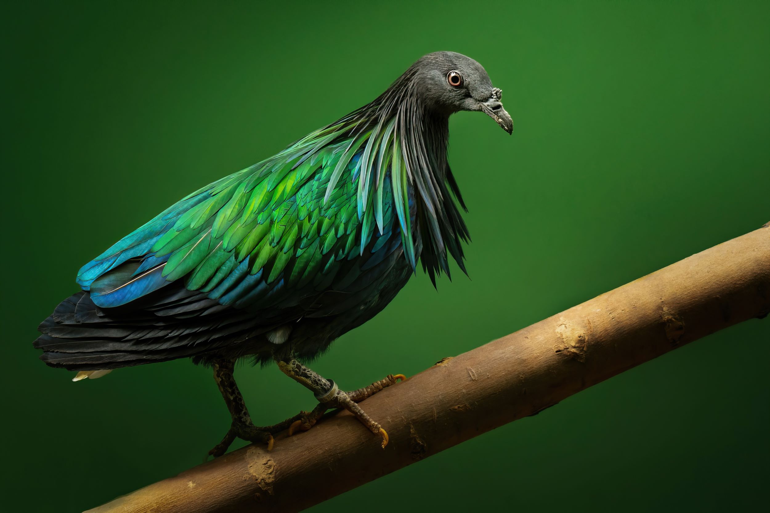 A Nicobar pigeon, Caloenas nicobarica, walking on a branch.