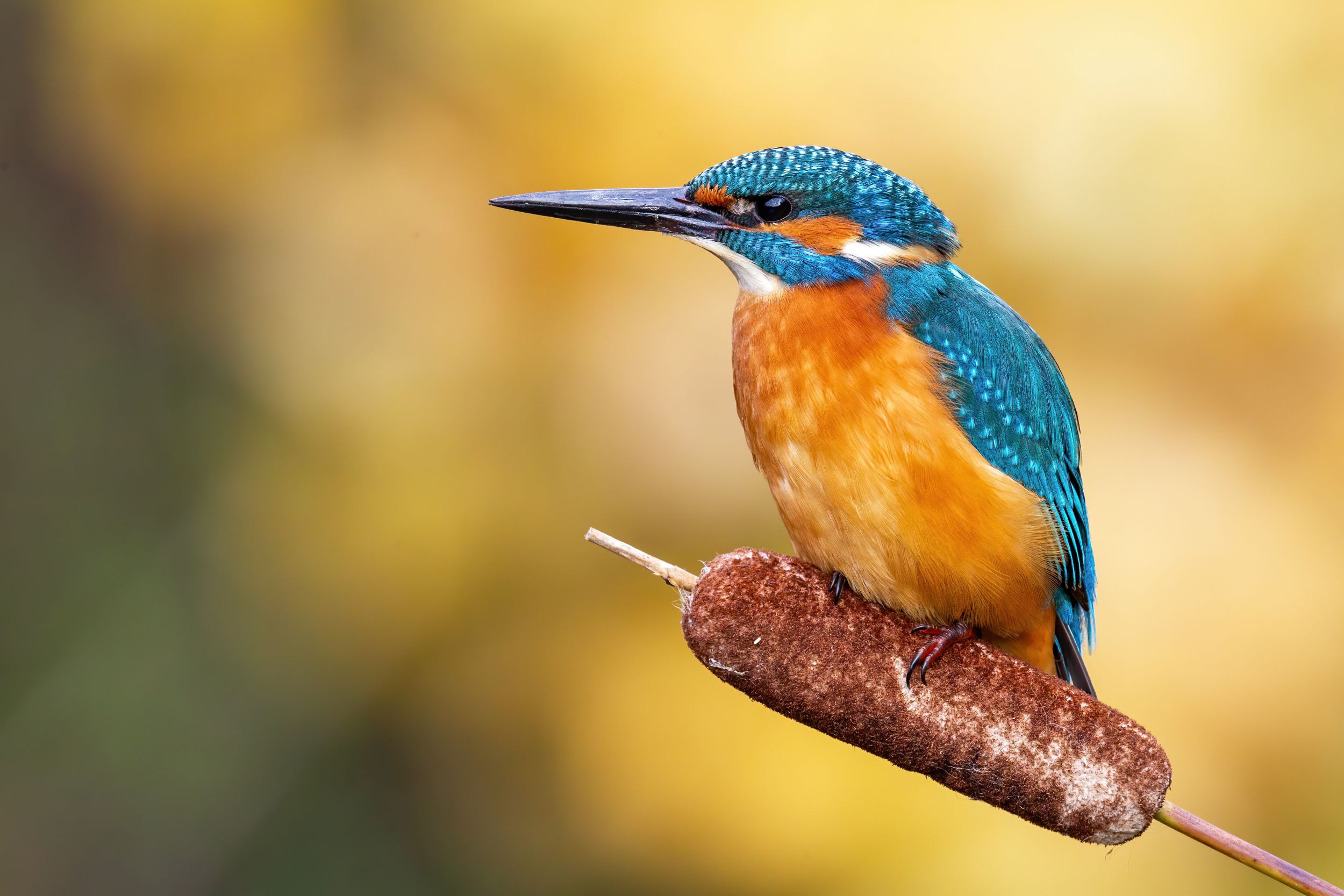 A Common Kingfisher, alcedo atthis, sitting on bulrush flower at sunrise.