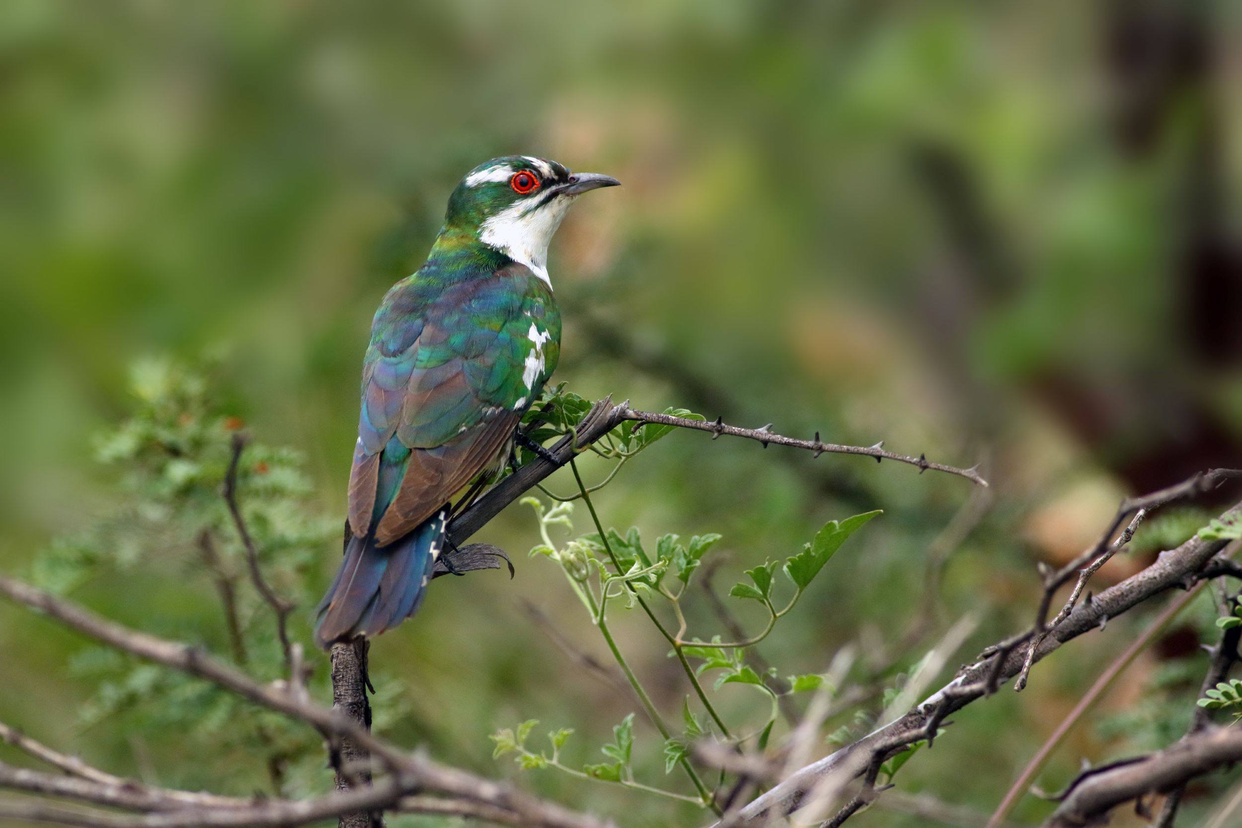 The Diederik cuckoo, Chrysococcyx caprius, sitting on a bush.