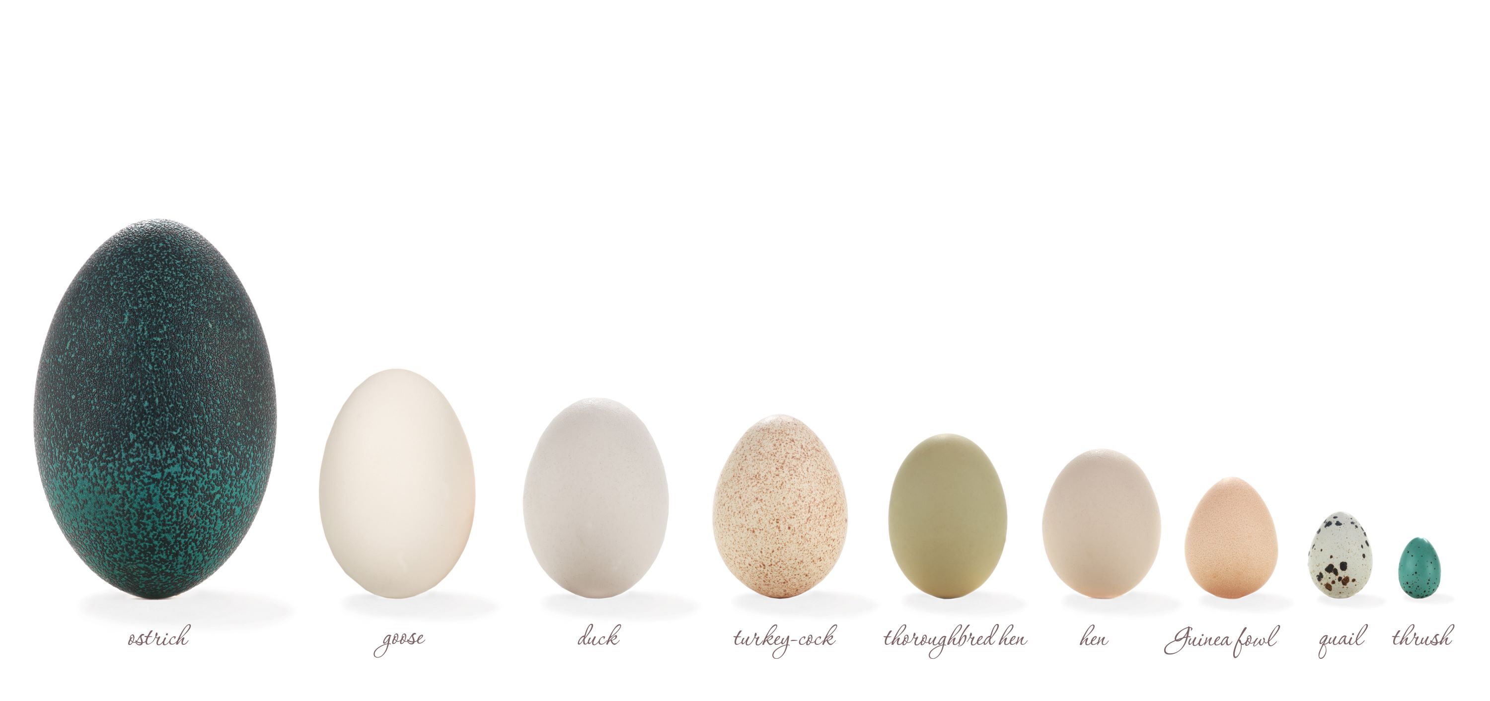 A variety of bird eggs.