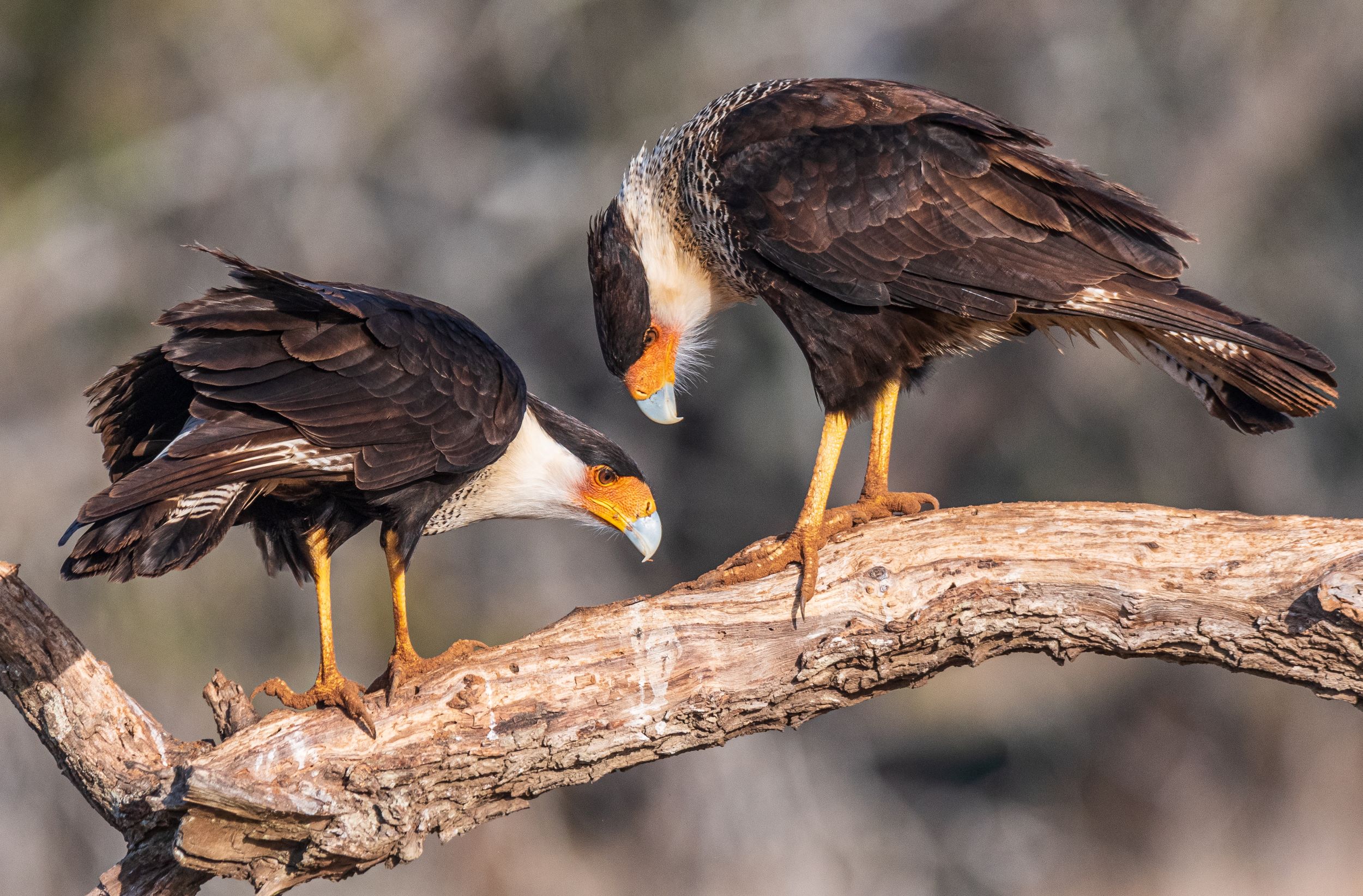 A pair of Caracaras.