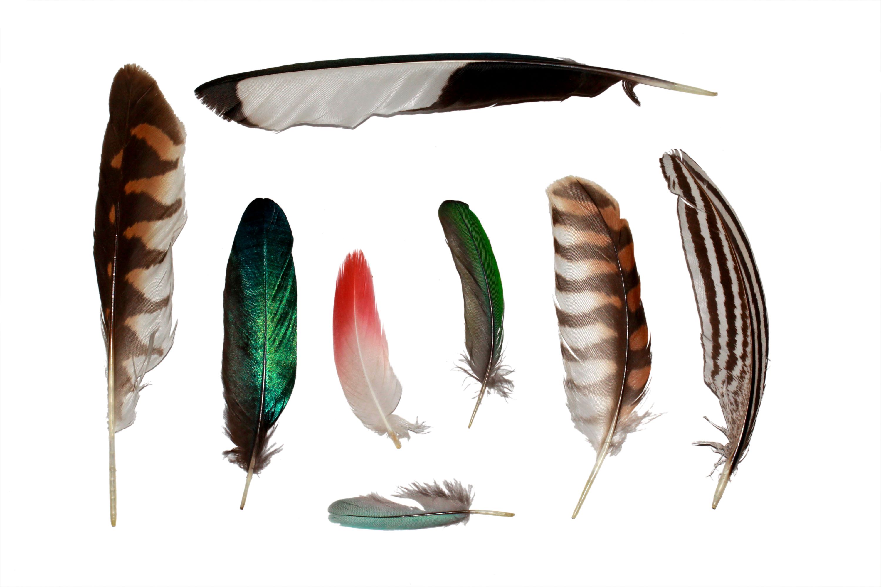 A variety of bird feathers.