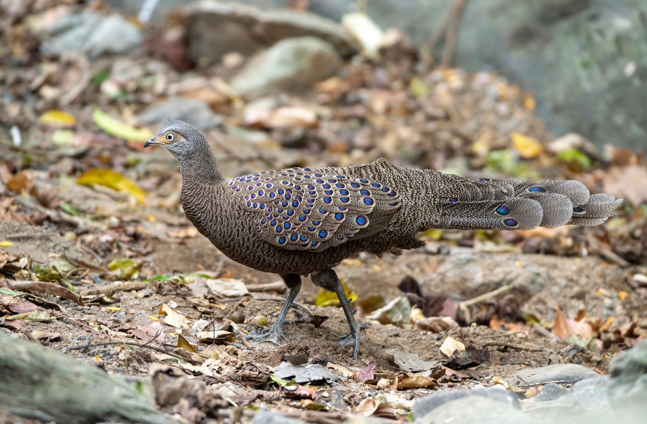 A male Malayan Peacock-Pheasant.