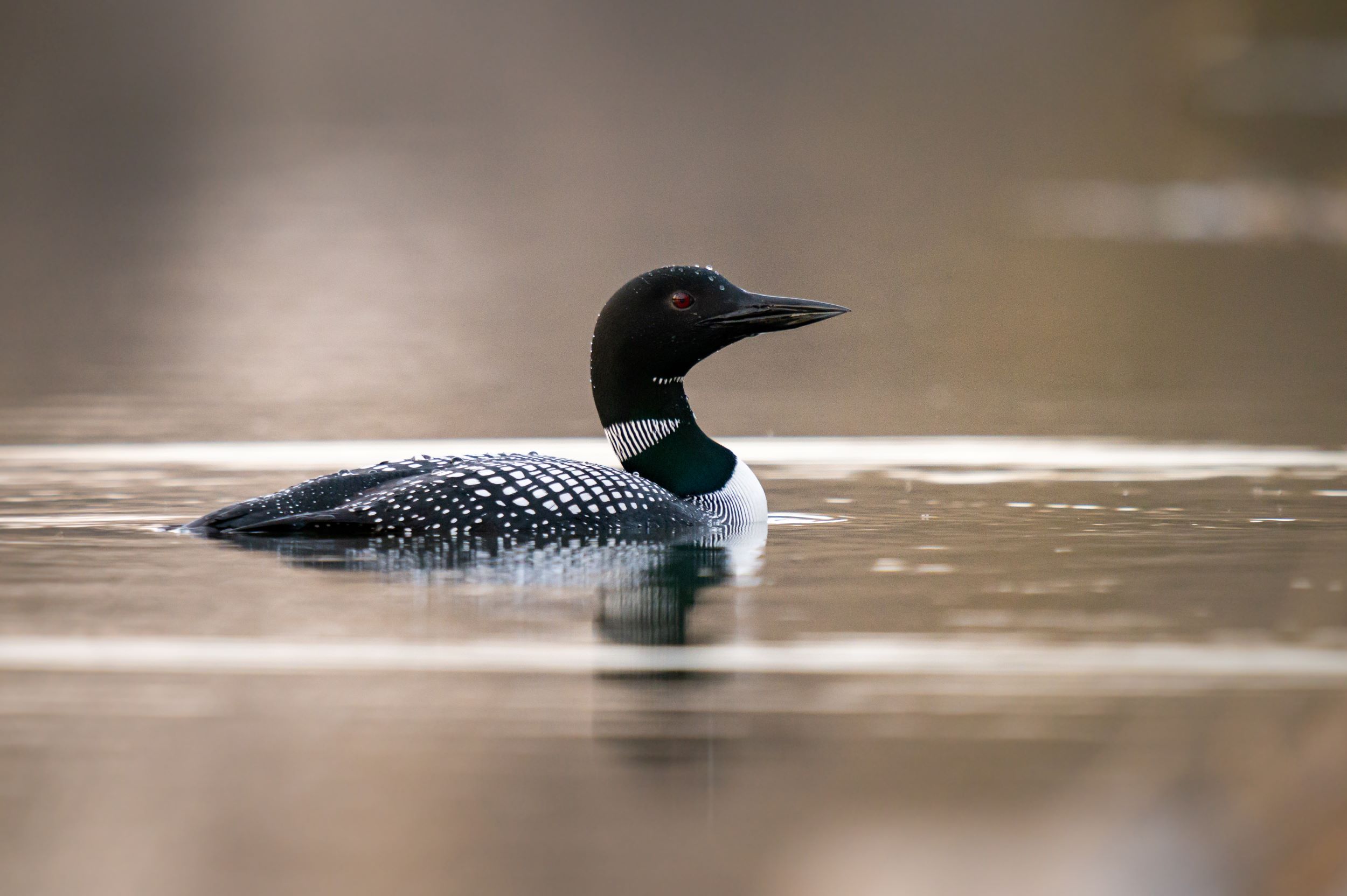 A loon.