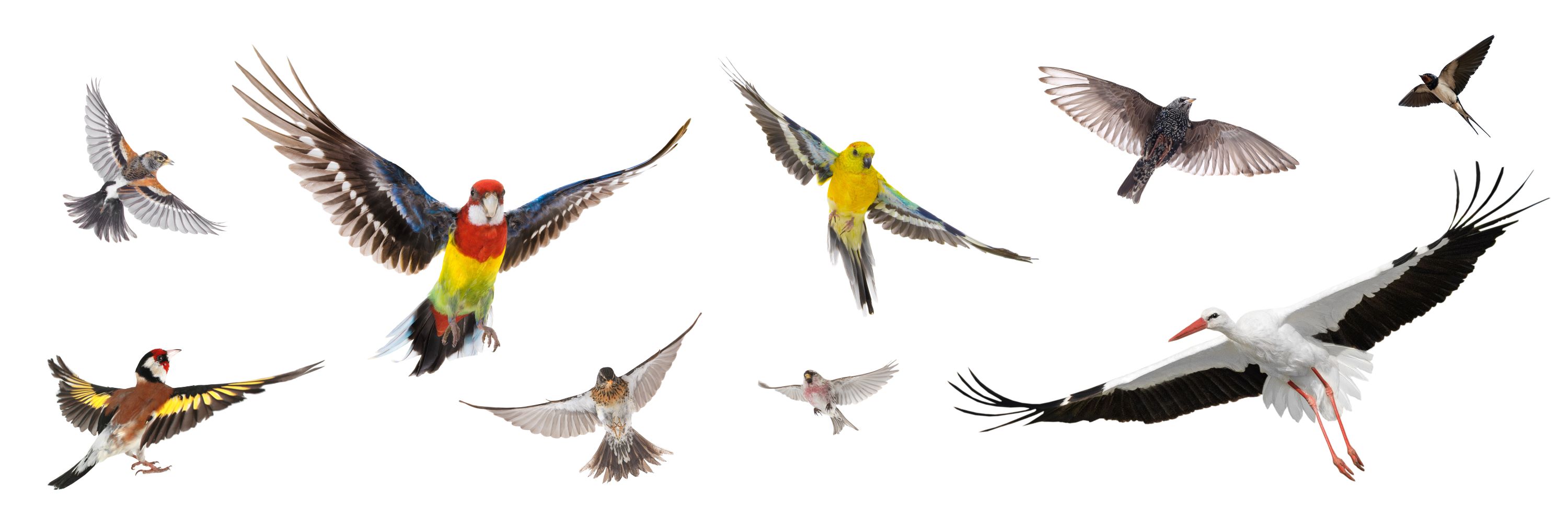 Several different types of birds.