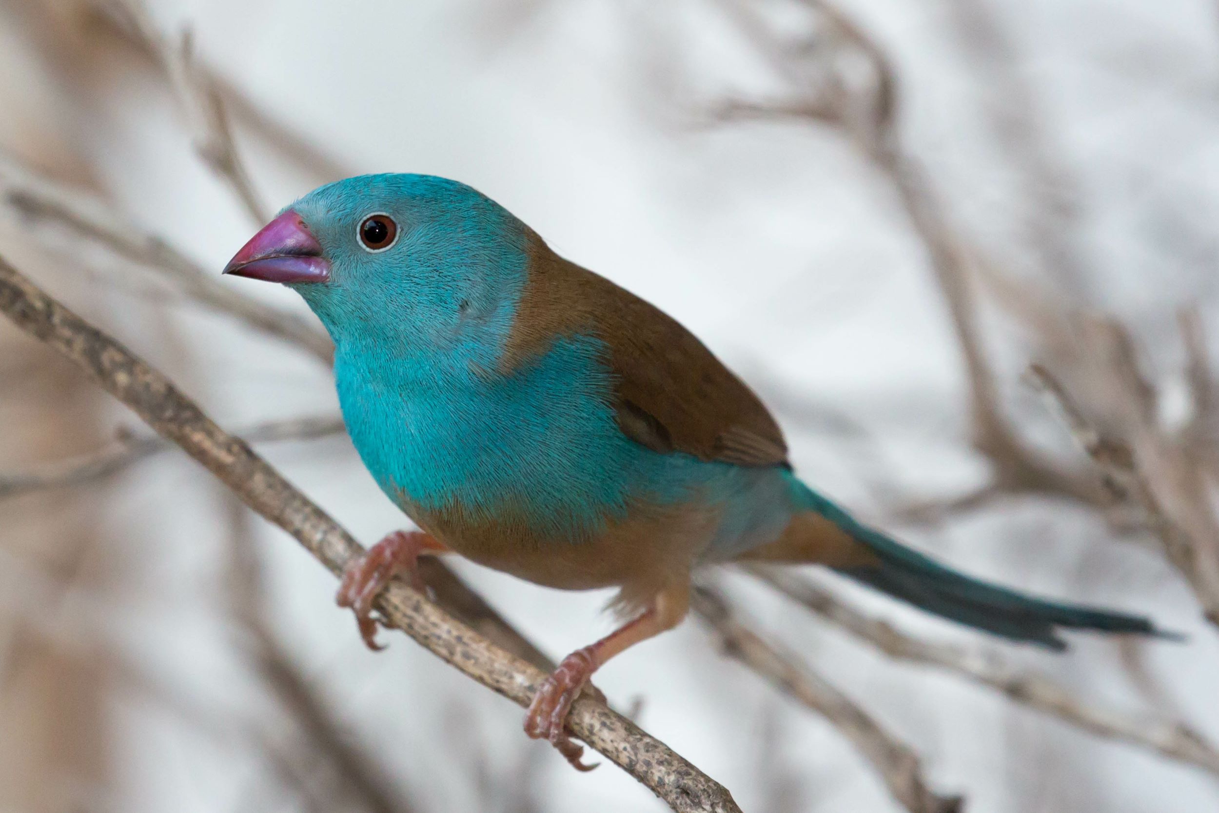 A Blue Waxbill Finch.