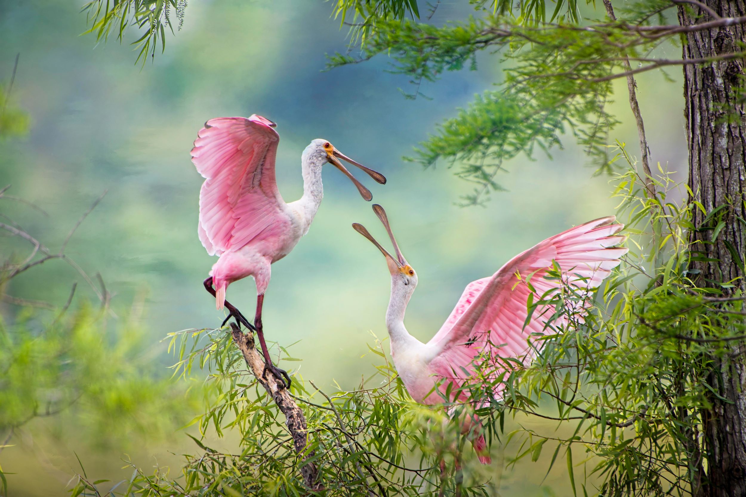 Two Roseate Spoonbills fighting in Iberia Parish Louisiana.